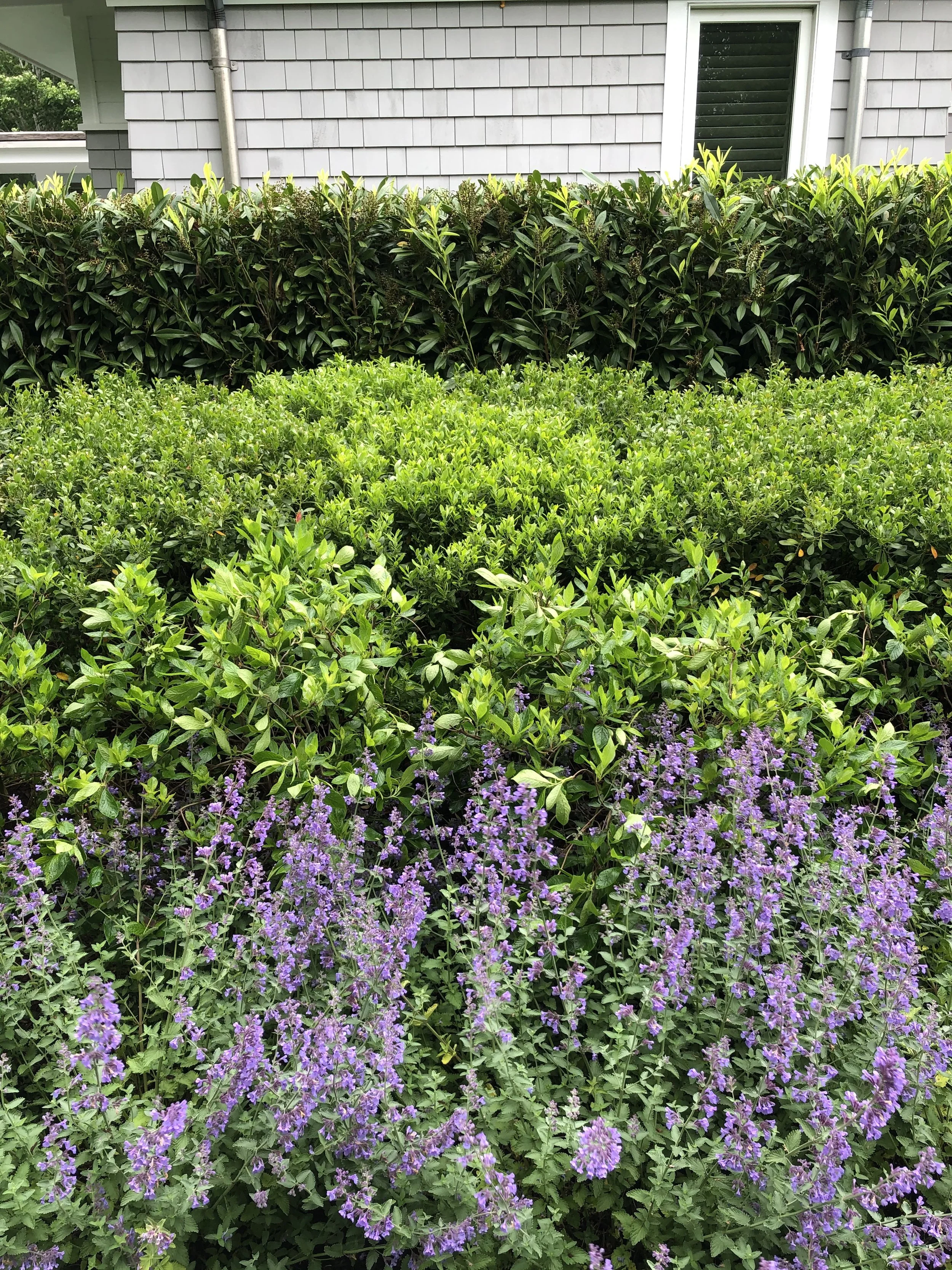 Various green bushes and plants with purple flowers in the front, white house with gray siding in the background.
