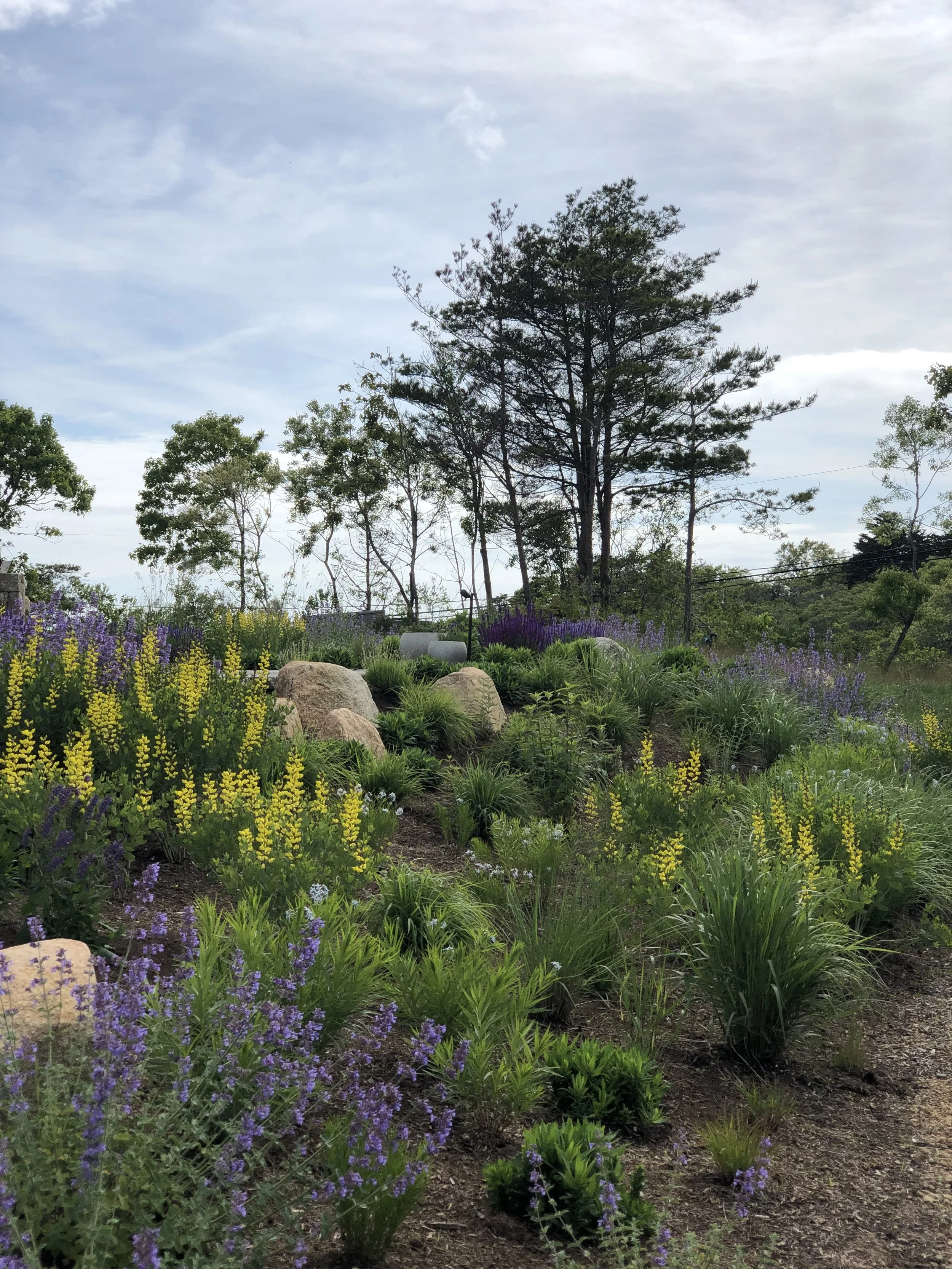 A garden landscape with green plants and yellow, purple, and white flowers, large rocks, and tall trees under a cloudy sky.