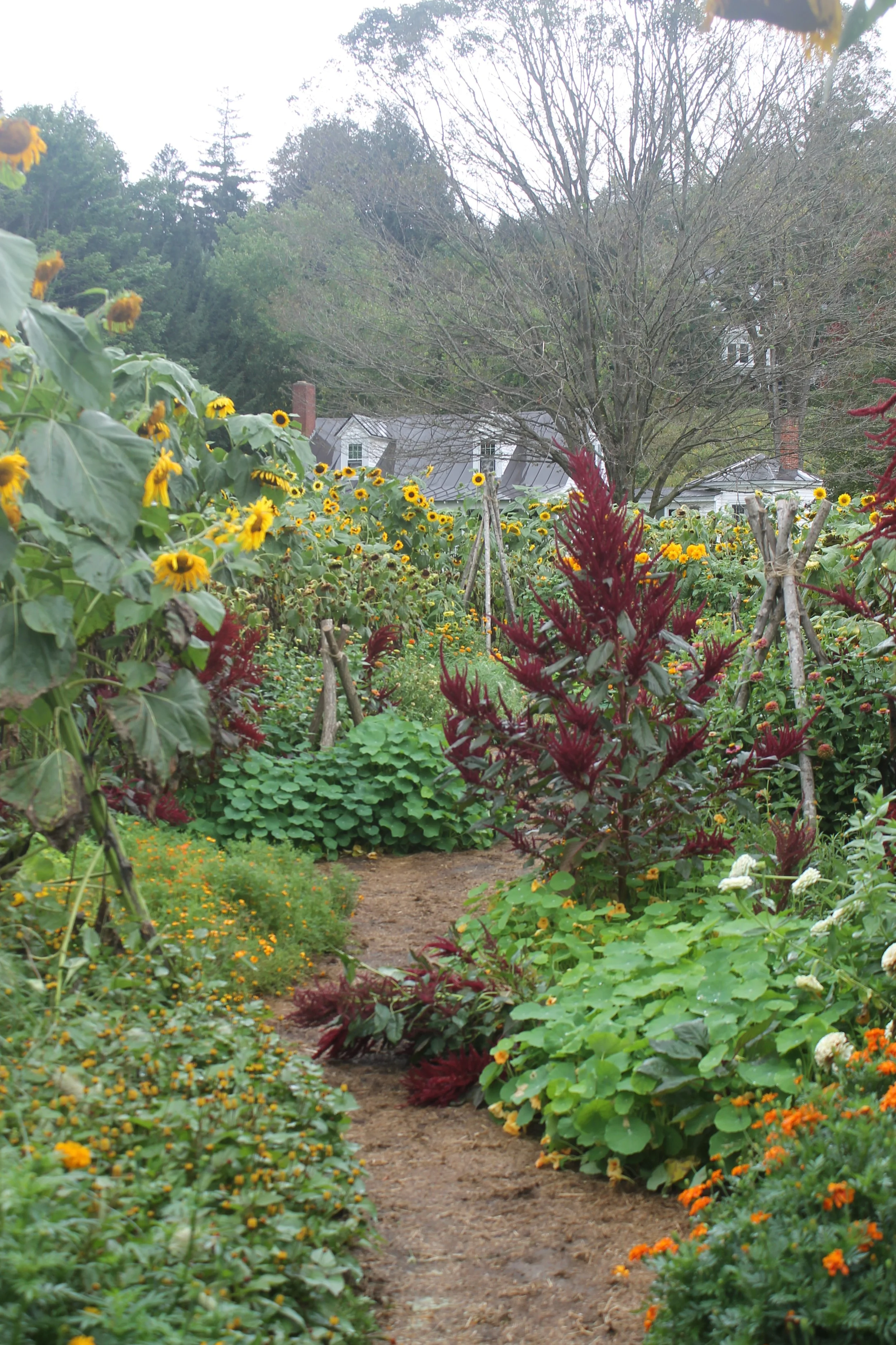 Professional landscape design in Woodstock VT featuring a lush garden with a view of Mount Tom in the background.