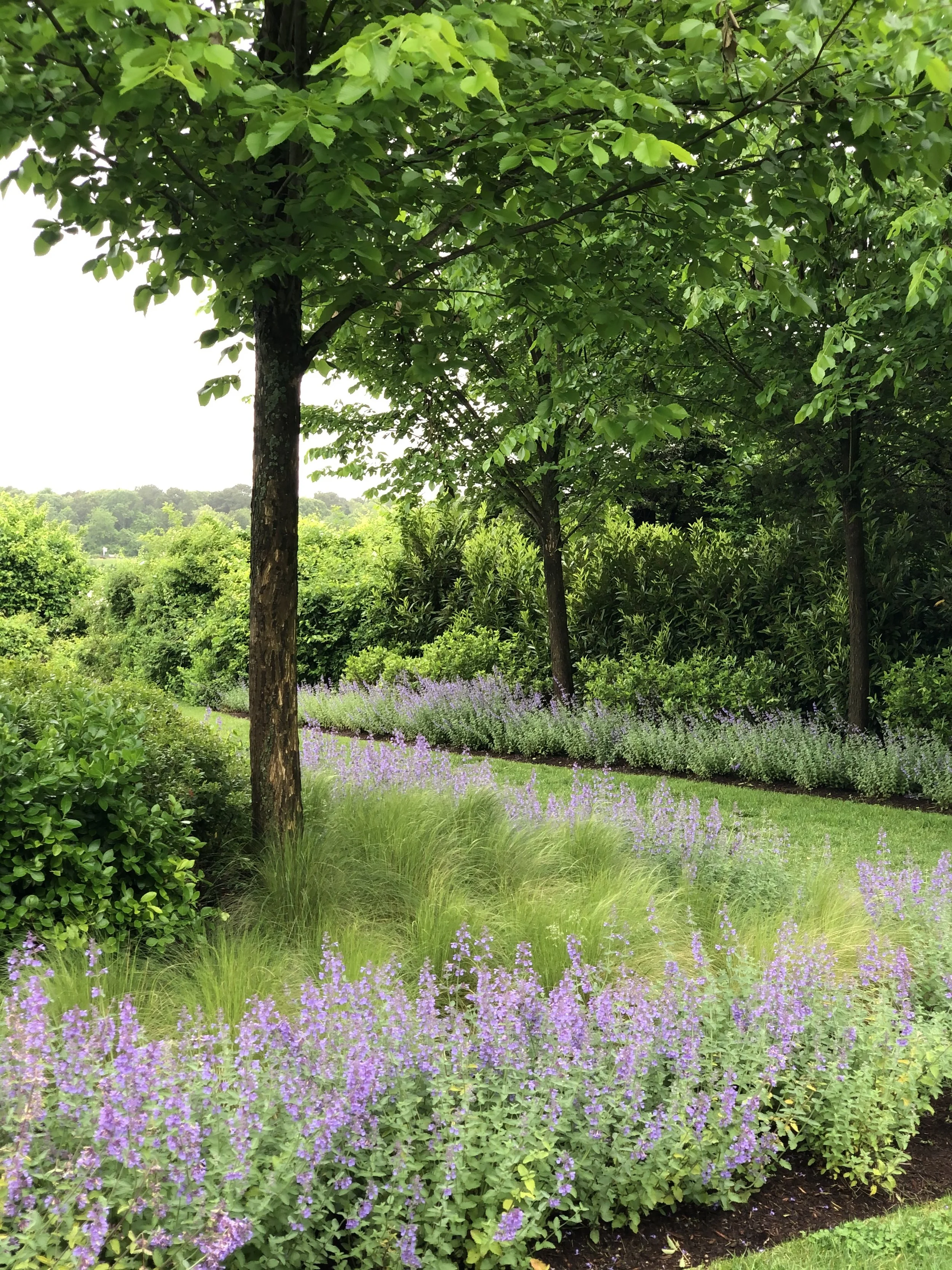 Lush garden with green trees and purple flowers, green grass, and a distant view of hills.