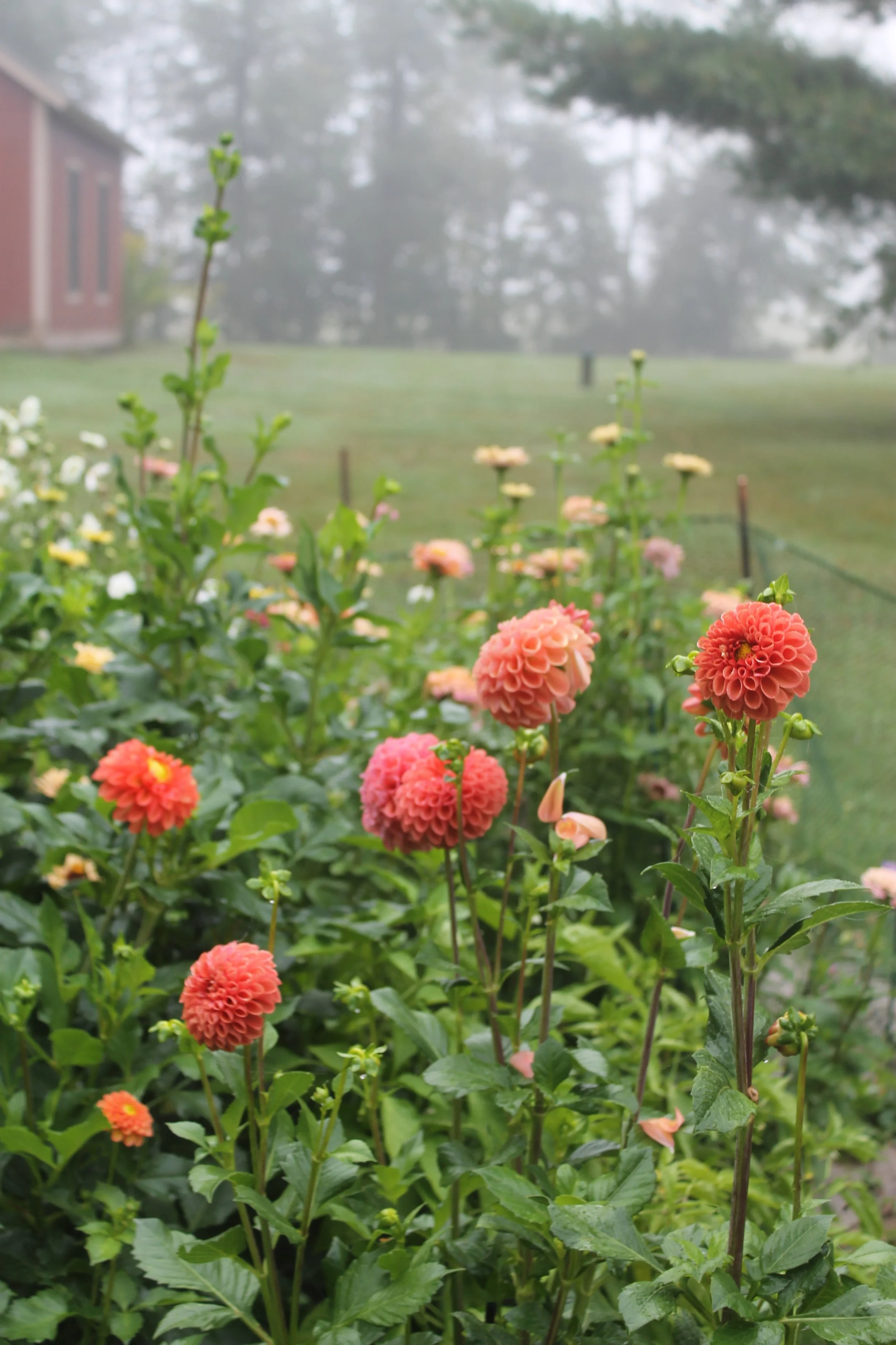 Pink and orange dahlias and other flowers in a garden with a misty background and a red barn on the left.