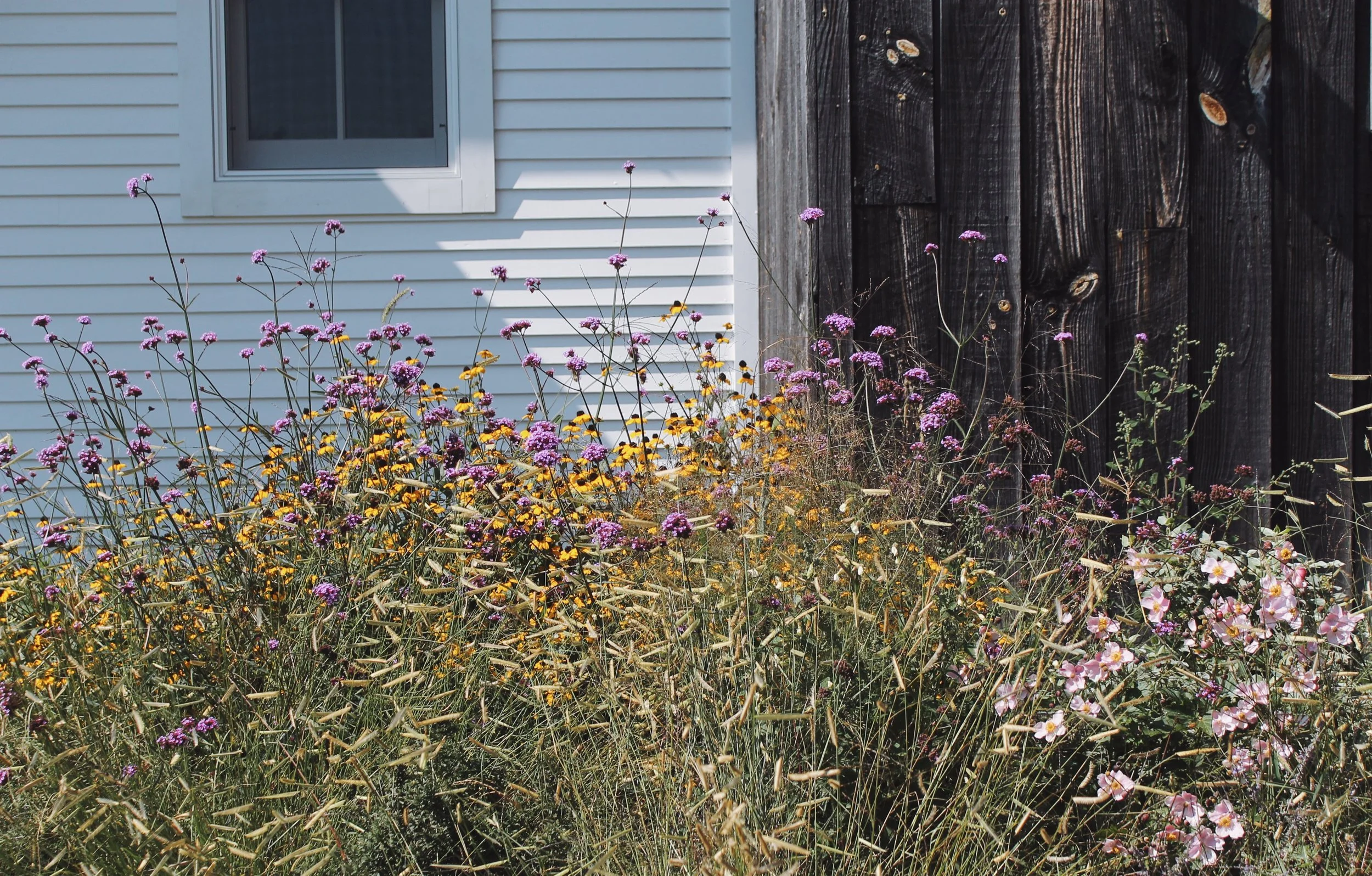 Overgrown garden with purple and yellow wildflowers in front of a house with white vinyl siding and a window, next to a weathered wooden fence