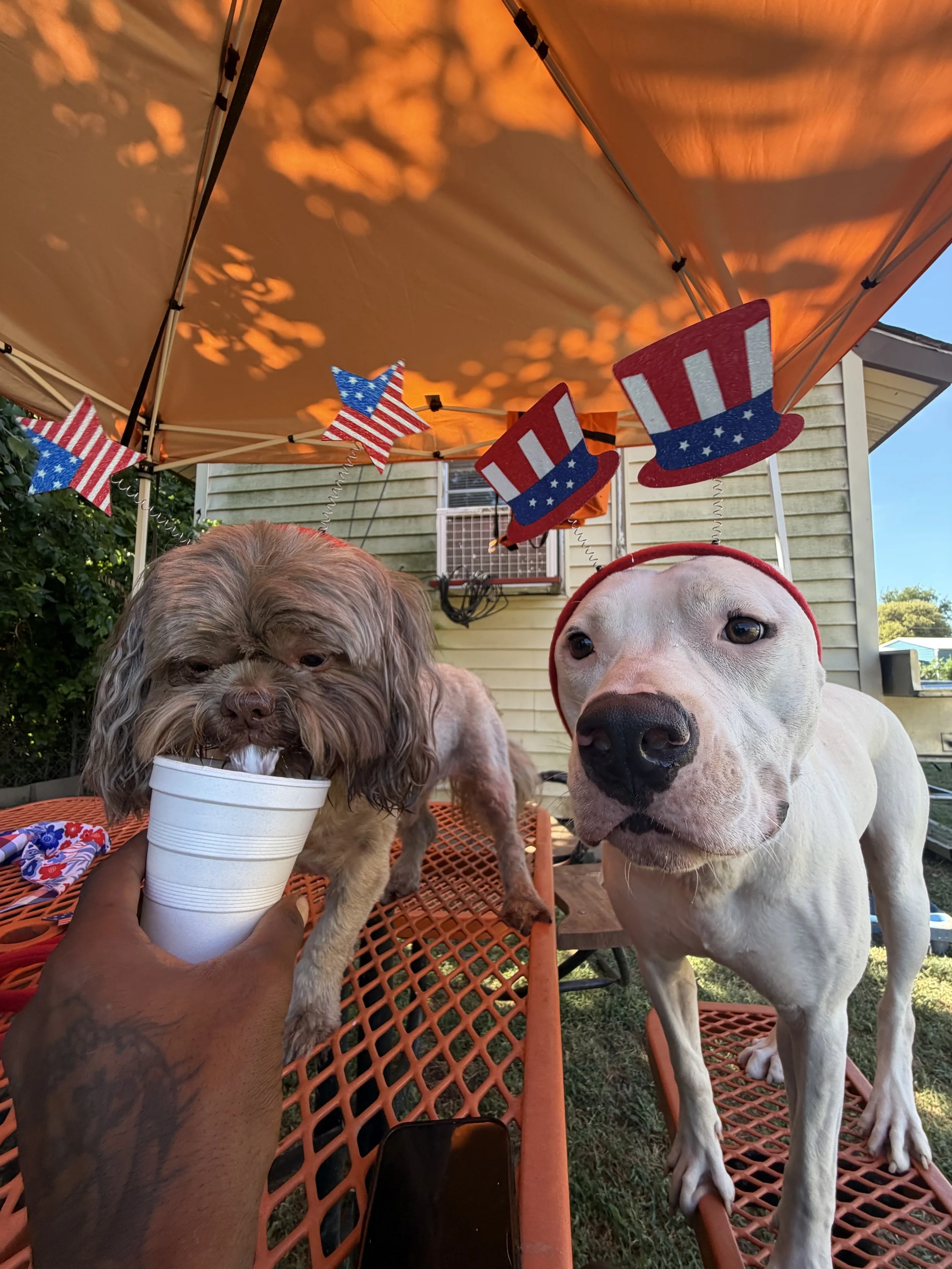 IMG_0203.jpeg