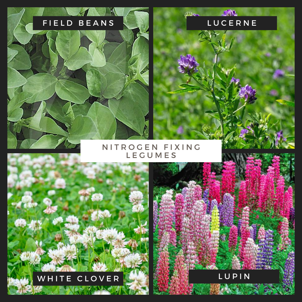 Nitrogen Fixing Legumes What Can They Do For You? — Carbon Metrics