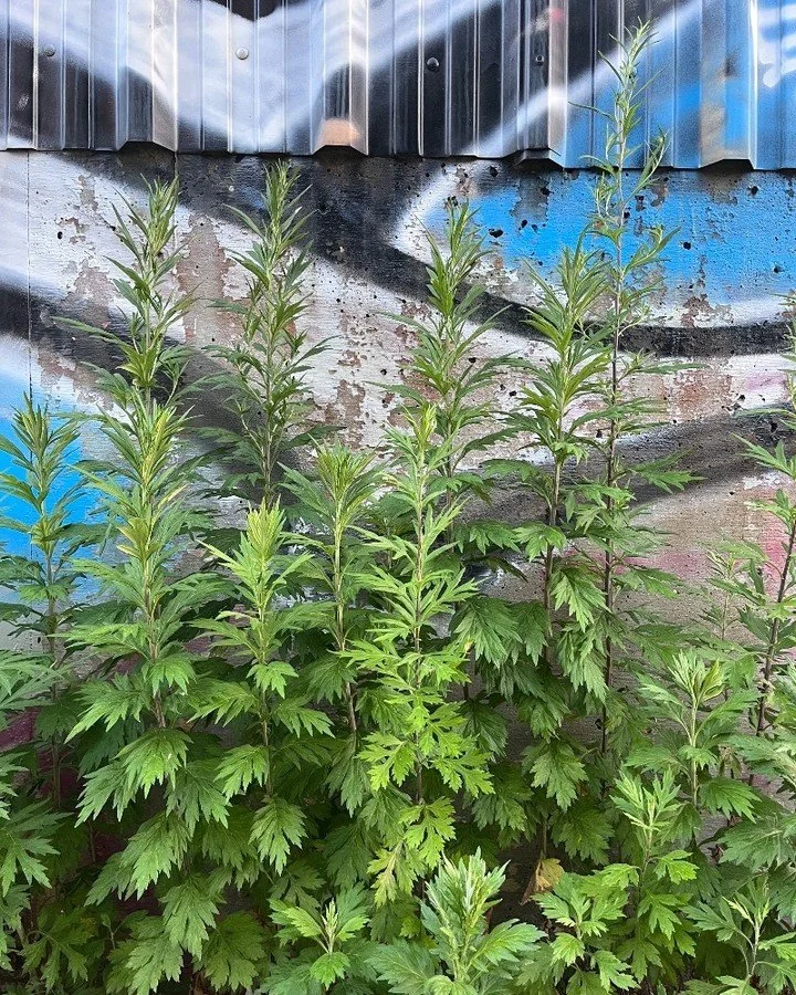 Moxa Magic
What is moxa? Moxabustion is the process of burning dried mugwort to activate acupuncture points. At the height of the summer you may notice this plant growing wild all over the streets of NYC. Chinese mugwort (Artemisia vulgaris) is dried