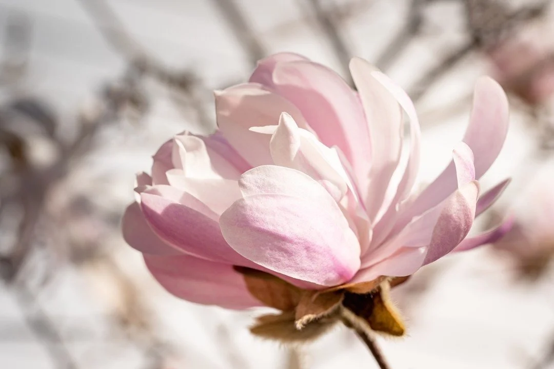 Blossom Season
The cherry blossoms are blooming, and beautiful, but I have also been enjoying some of the other less selfie-inducing trees around Brooklyn, including the Magnolia. In traditional Chinese herbal medicine, the magnolia tree provides two