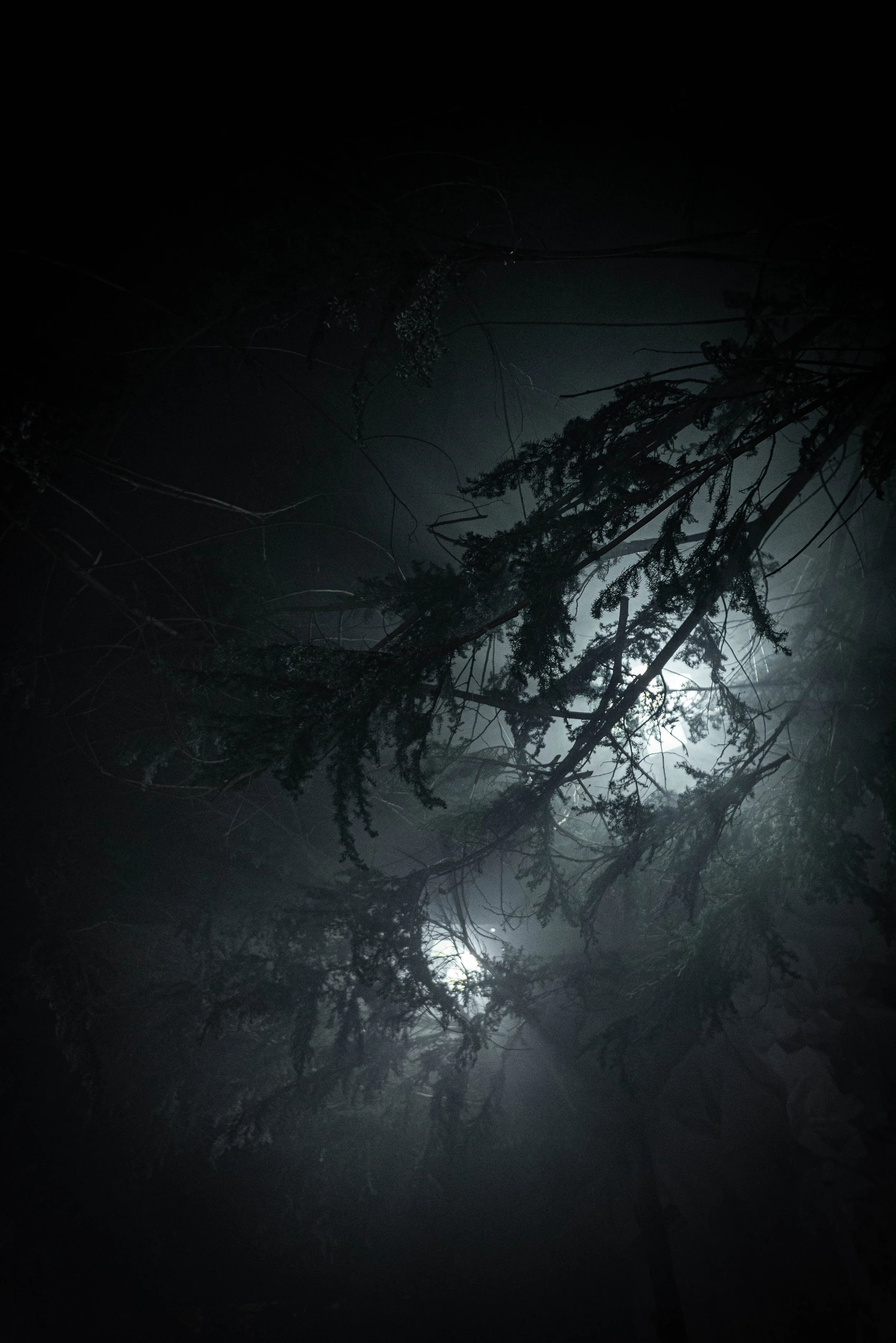 intothewoods-12.jpg