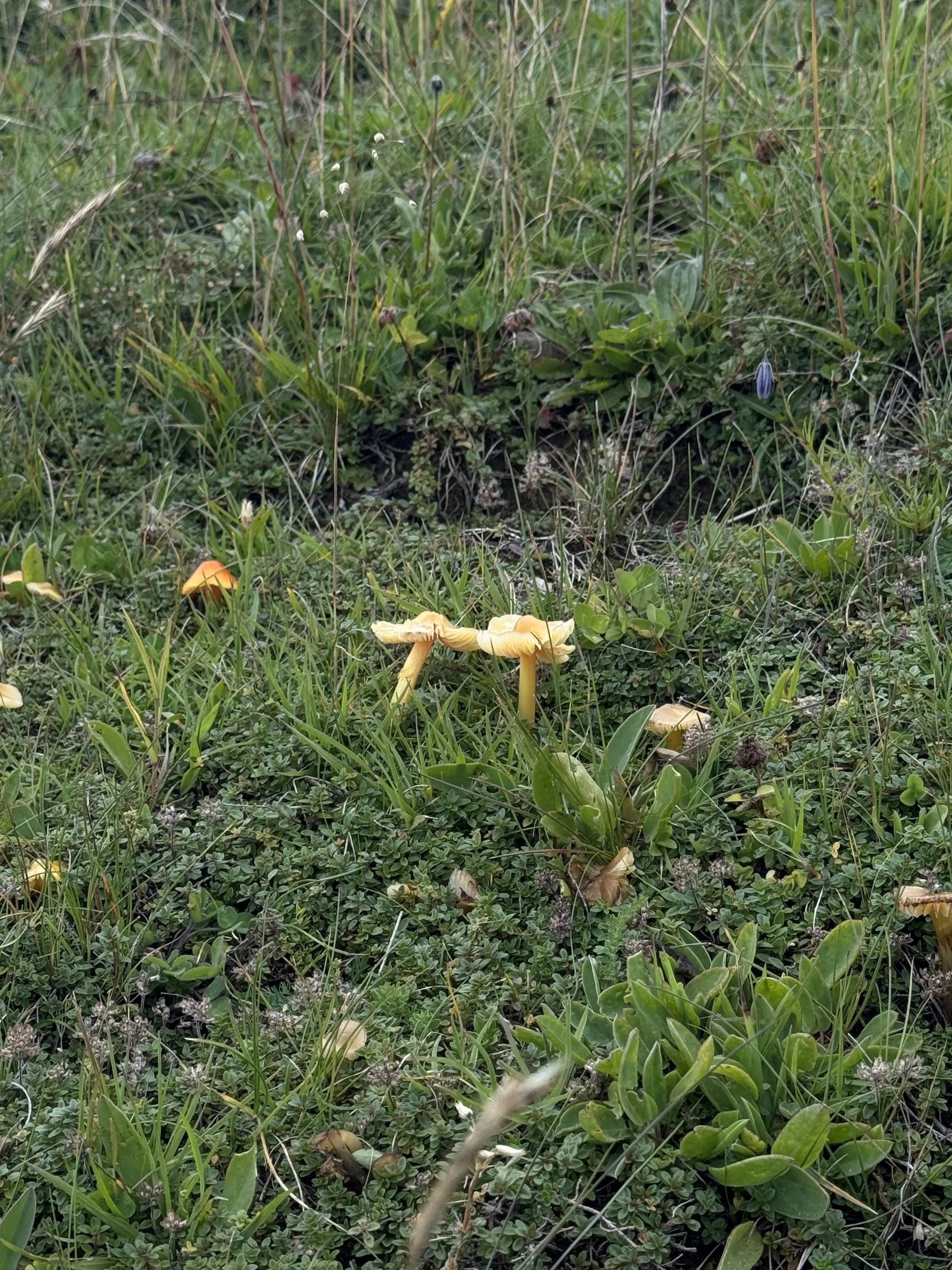 THE SILENT TREATMENT