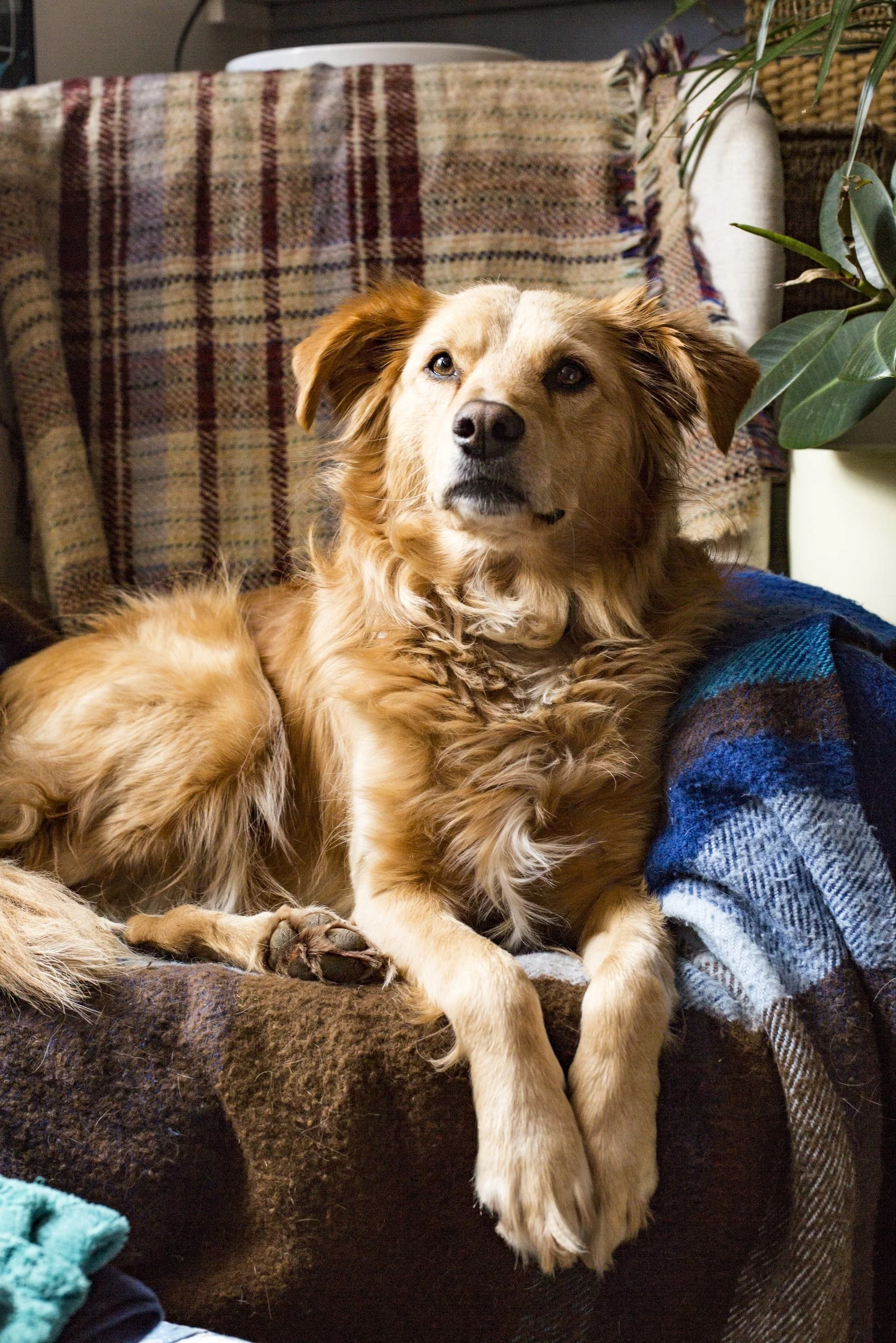 Good Dog, Bad Dog: Breaking Down the Labels
