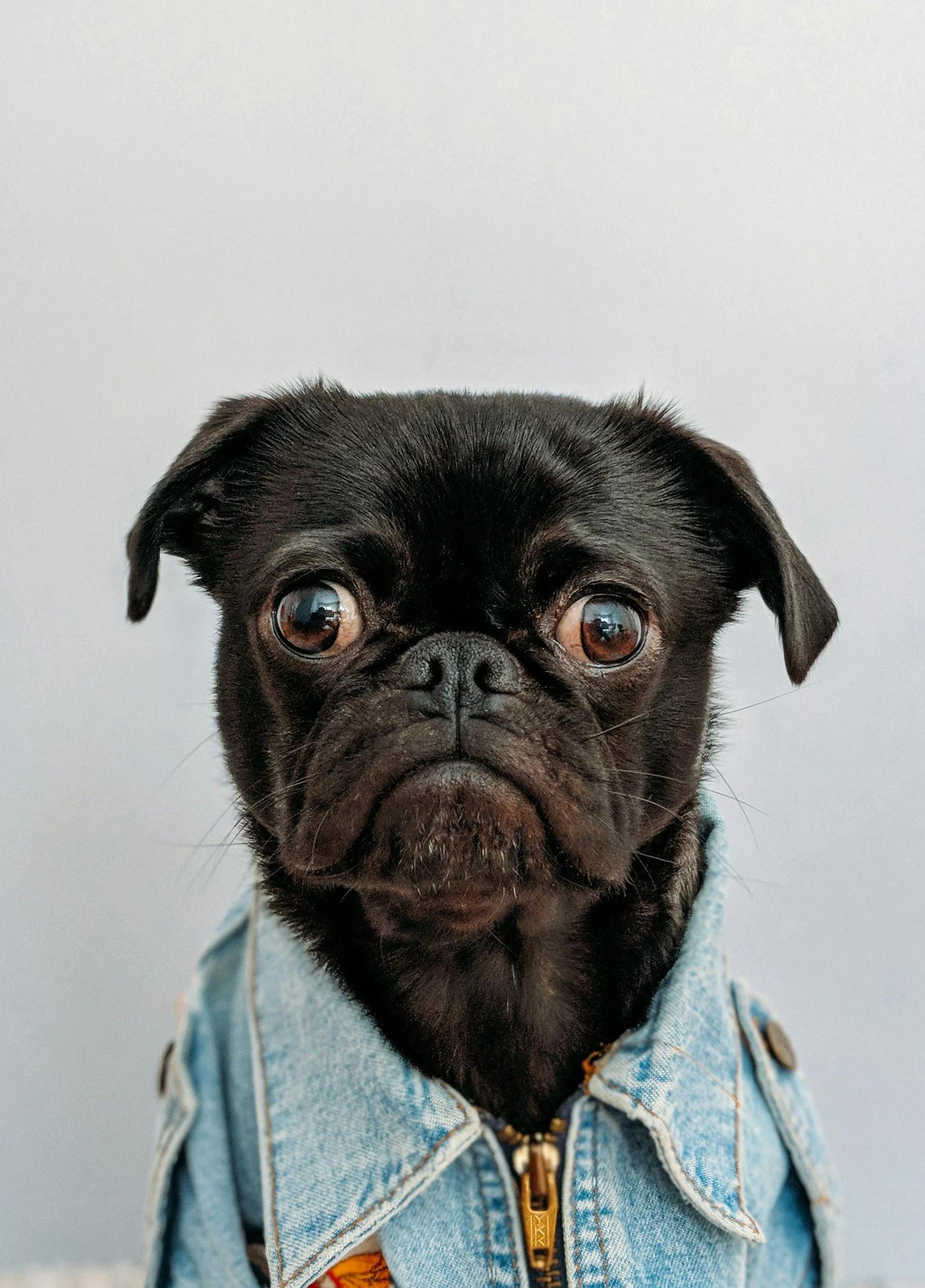 Let’s Talk About E-Collars (Again): A More Compassionate Look at What Our Dogs Really Need