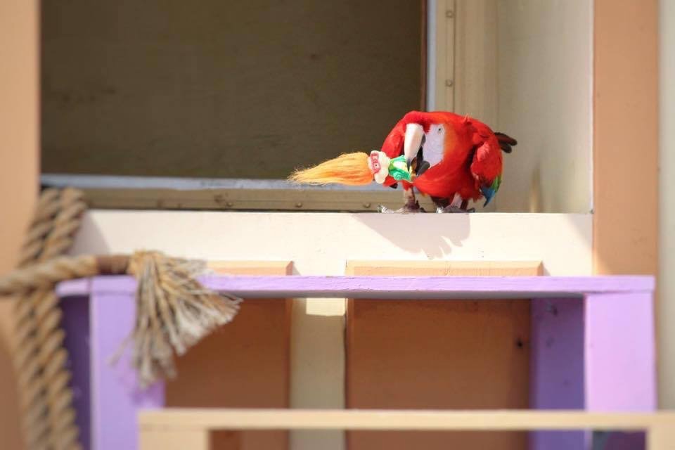 Macaw troll prank.jpg