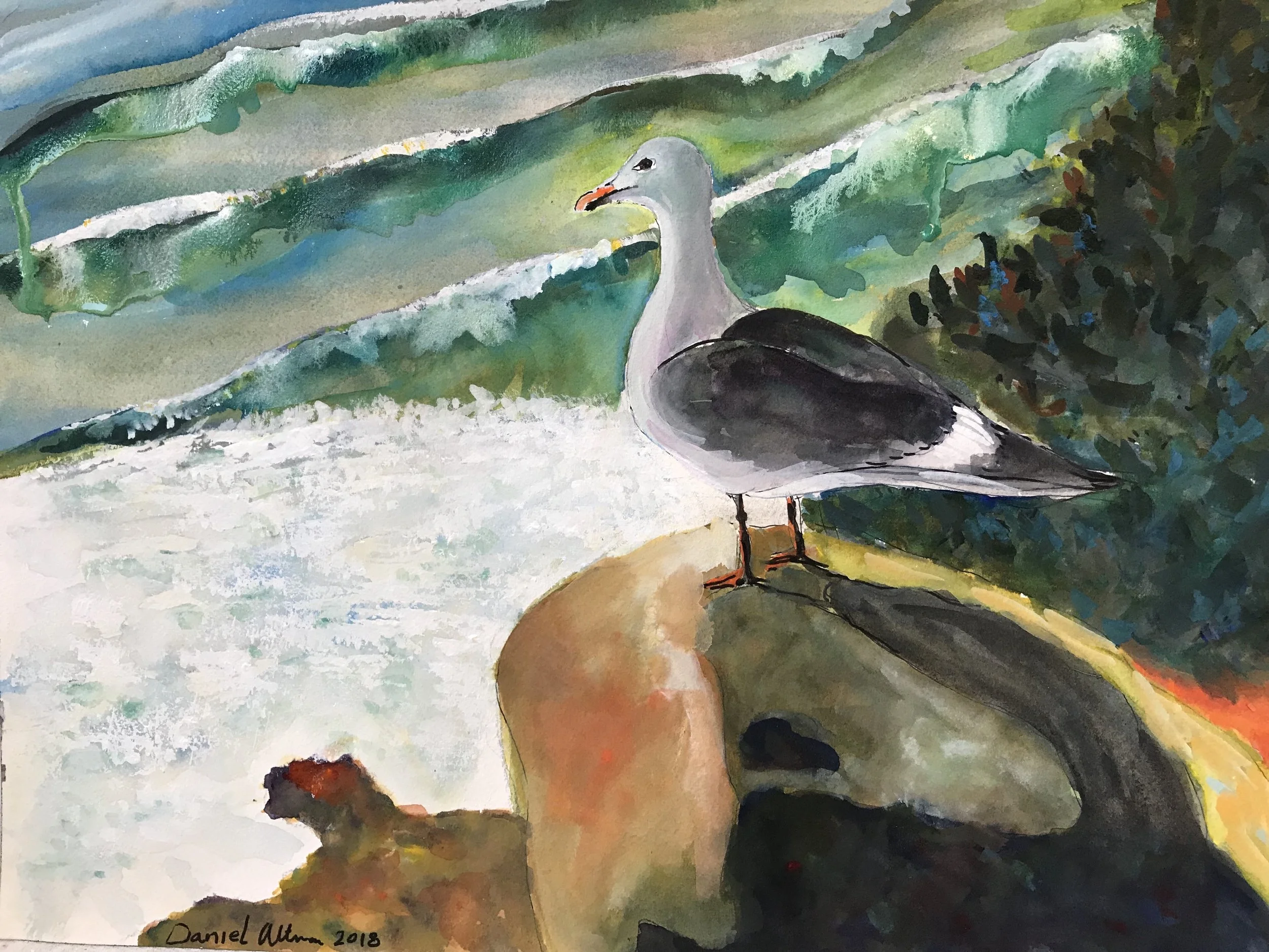 Big Sur Seagull