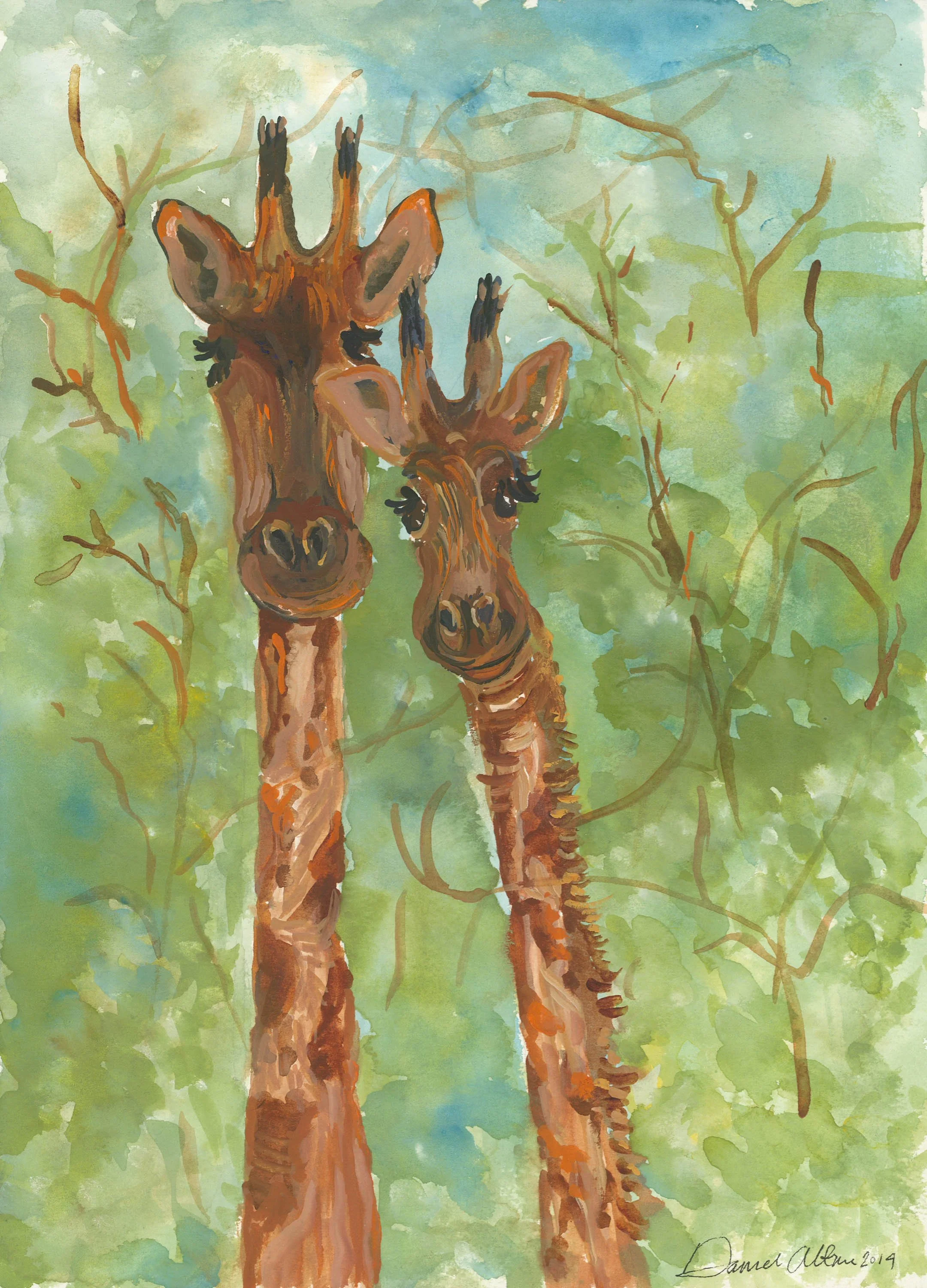 Giraffes  available as a print