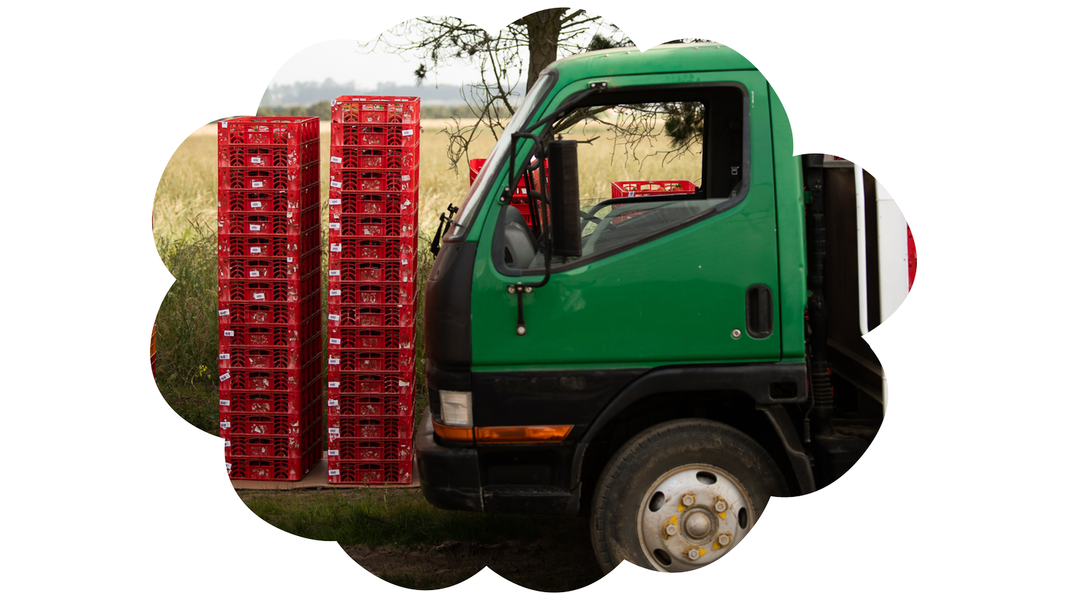 Profile 1 — Burlington Berries