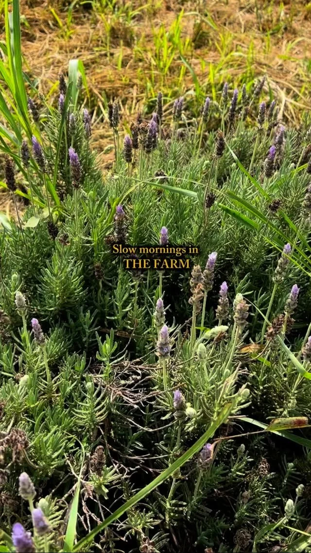 Quick pick me ups that are PRICELESS ✨Nature is truly the medicine 🌳💚
#herbalist #daysatthefarm #minimalist #slowfashion #handmadewithlove❤️ #skincare #ancestralwisdomworkshops #madeinradiance