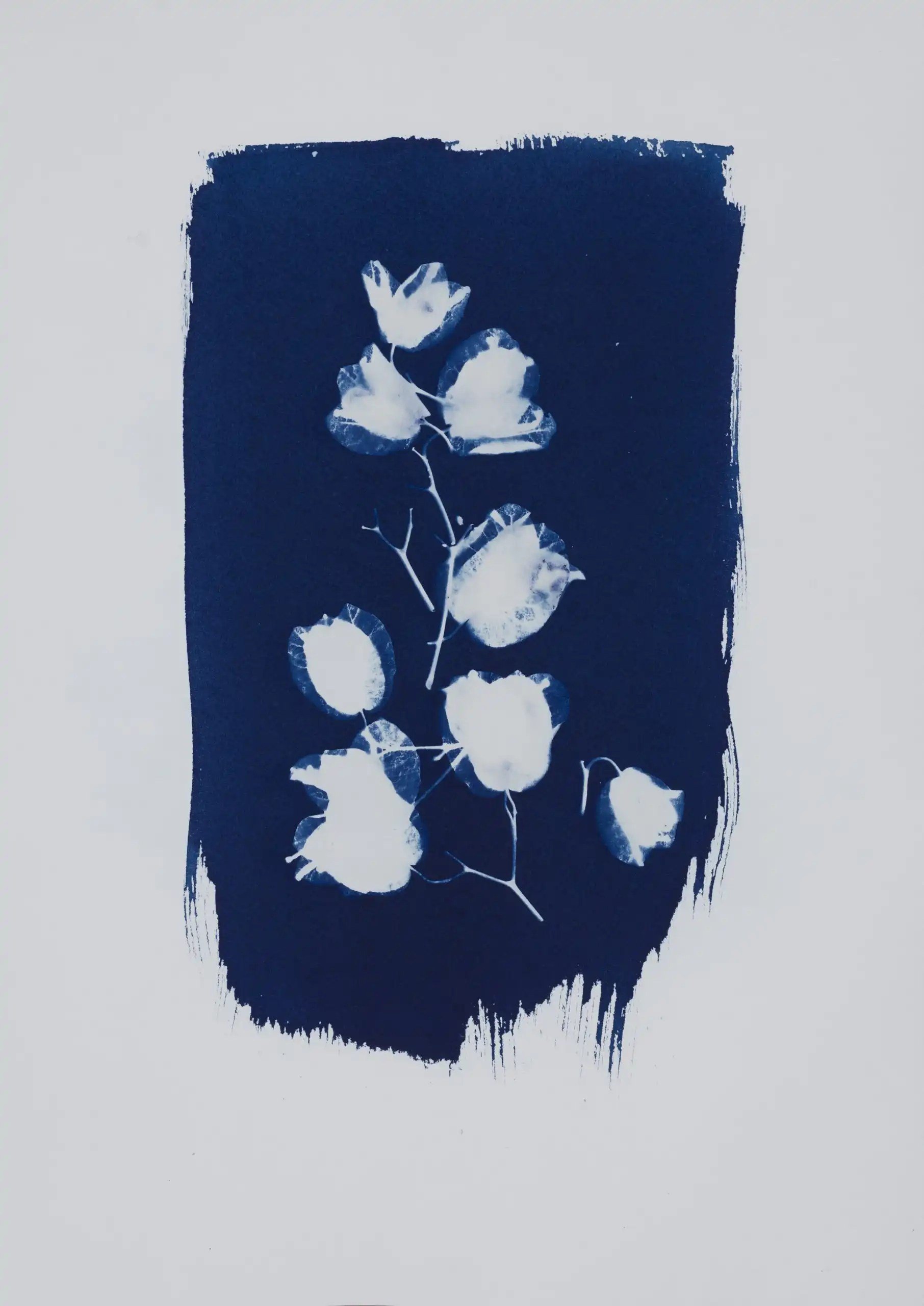 Maxim Varghese Bougainvillea Study