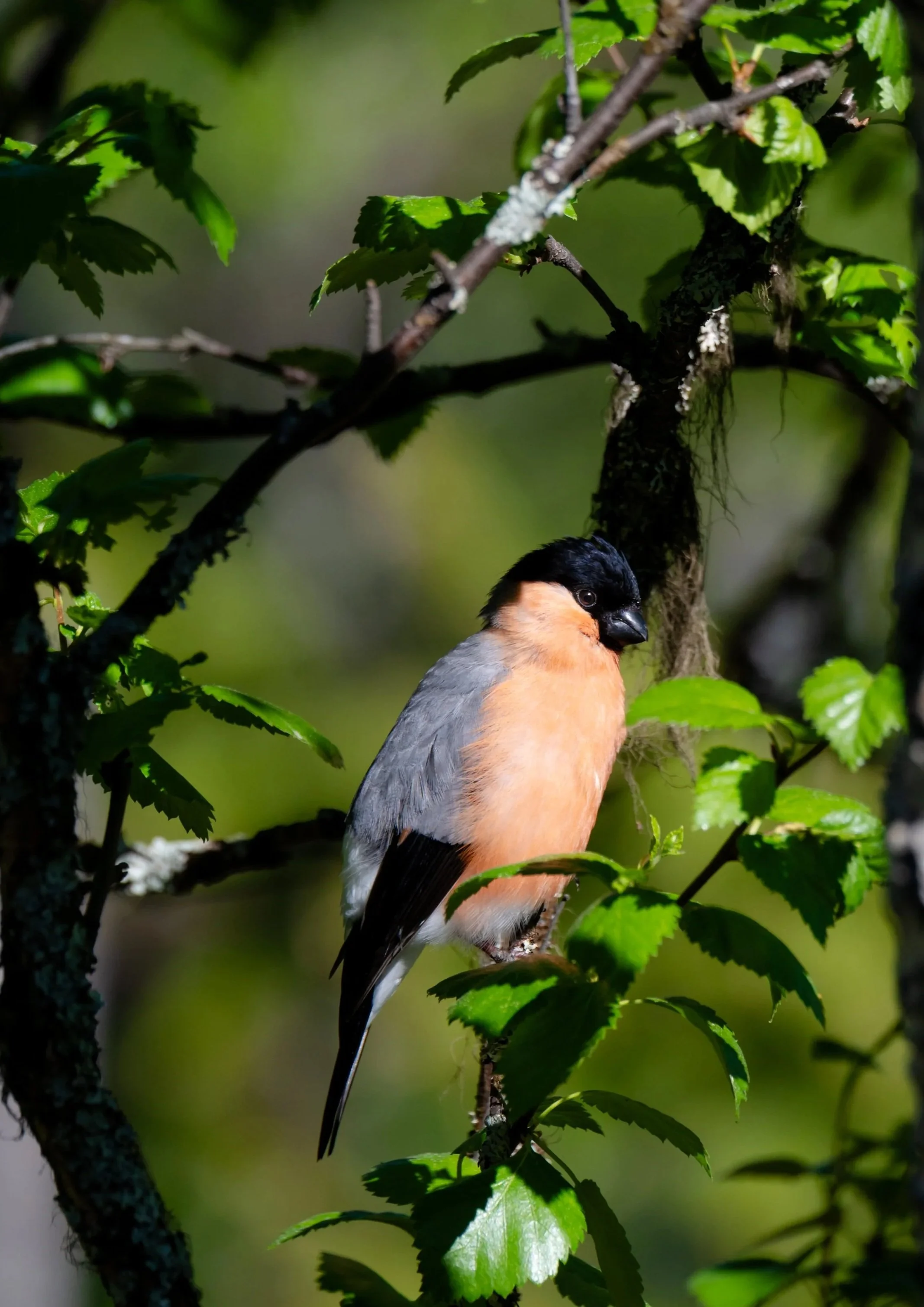"Scarlet in the Canopy"

A3

1500 SEK