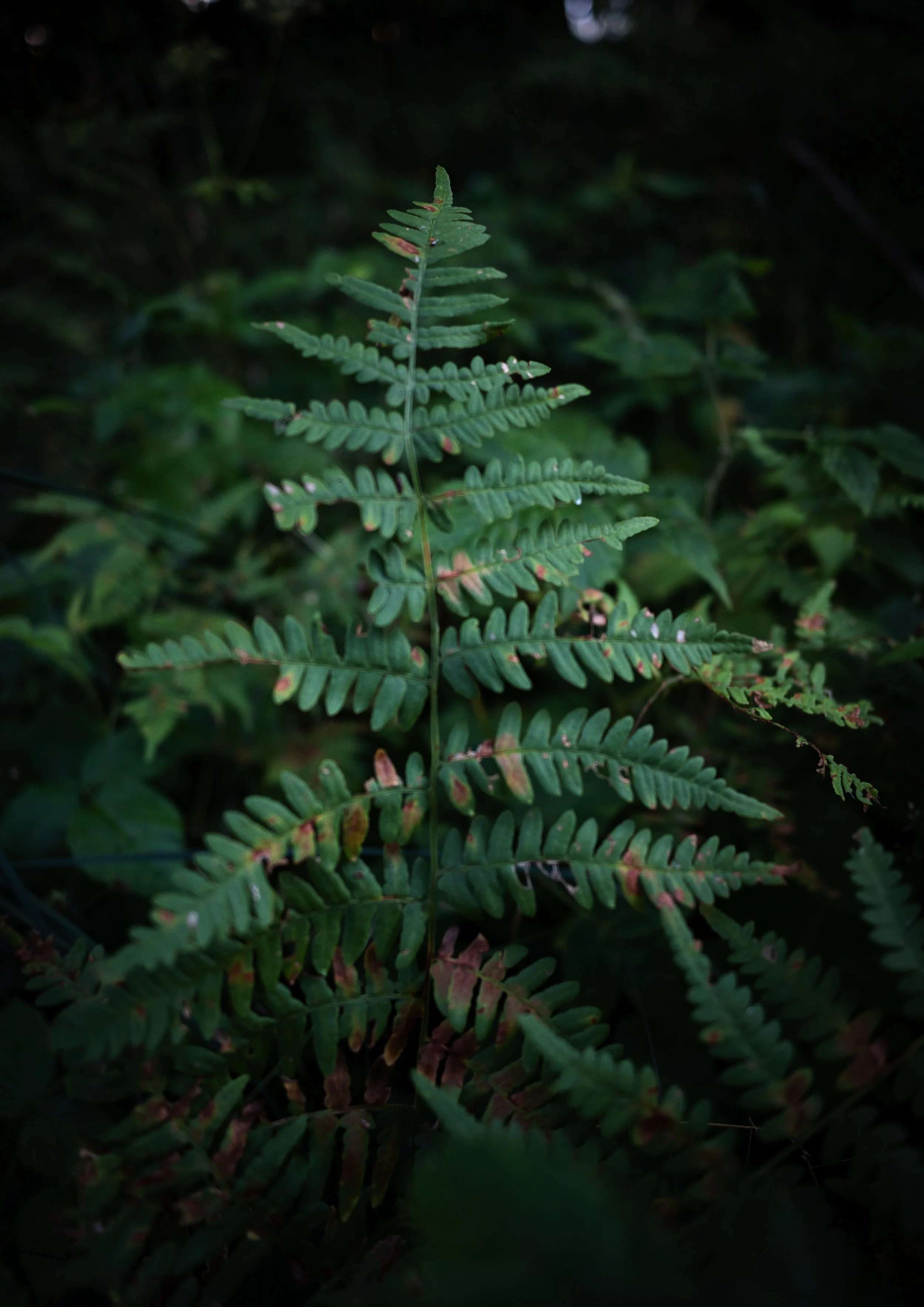 "Into the Ferns"

10x15 cm

900 SEK