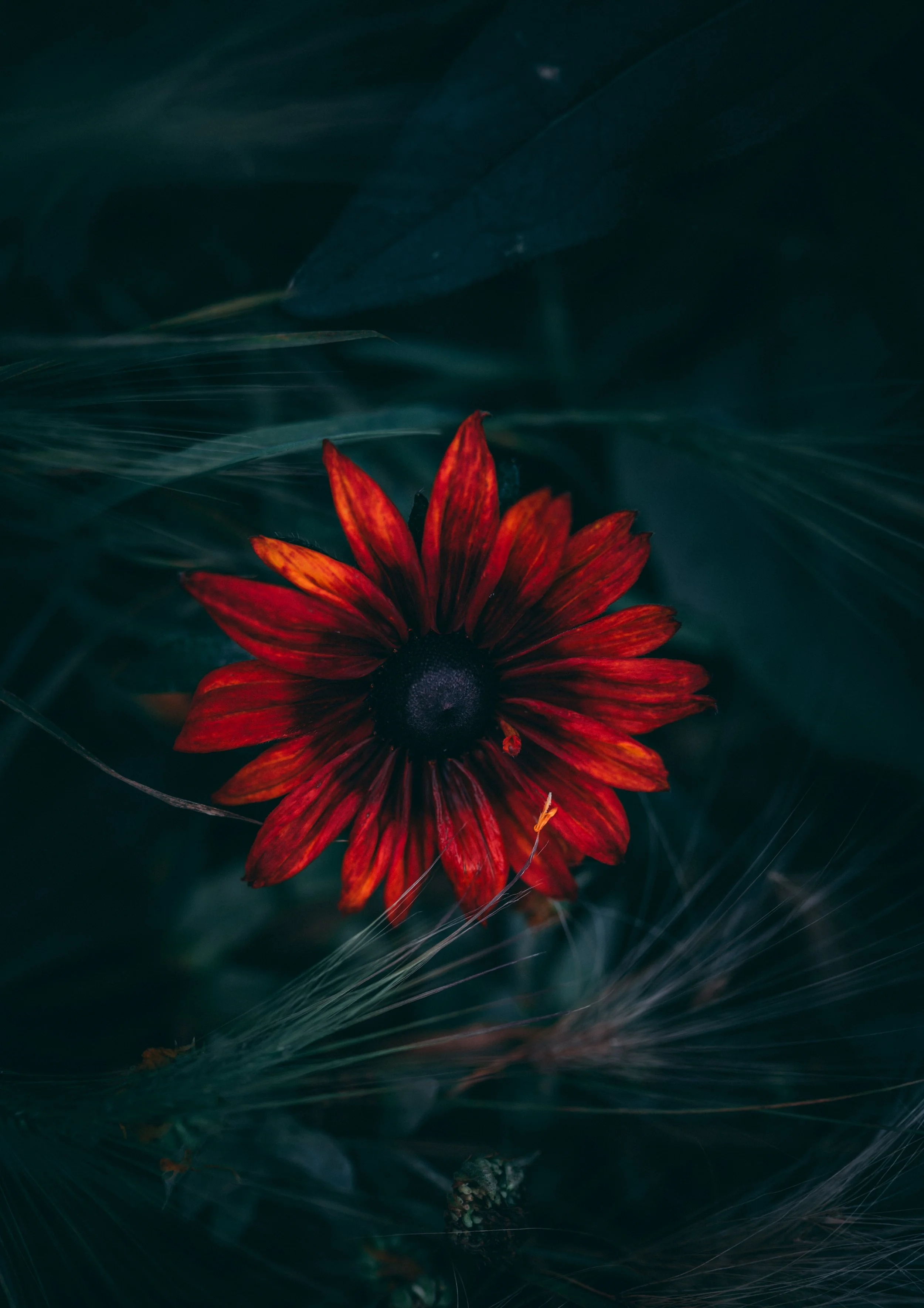 "Crimson Bloom"

10x15 cm

900 SEK
