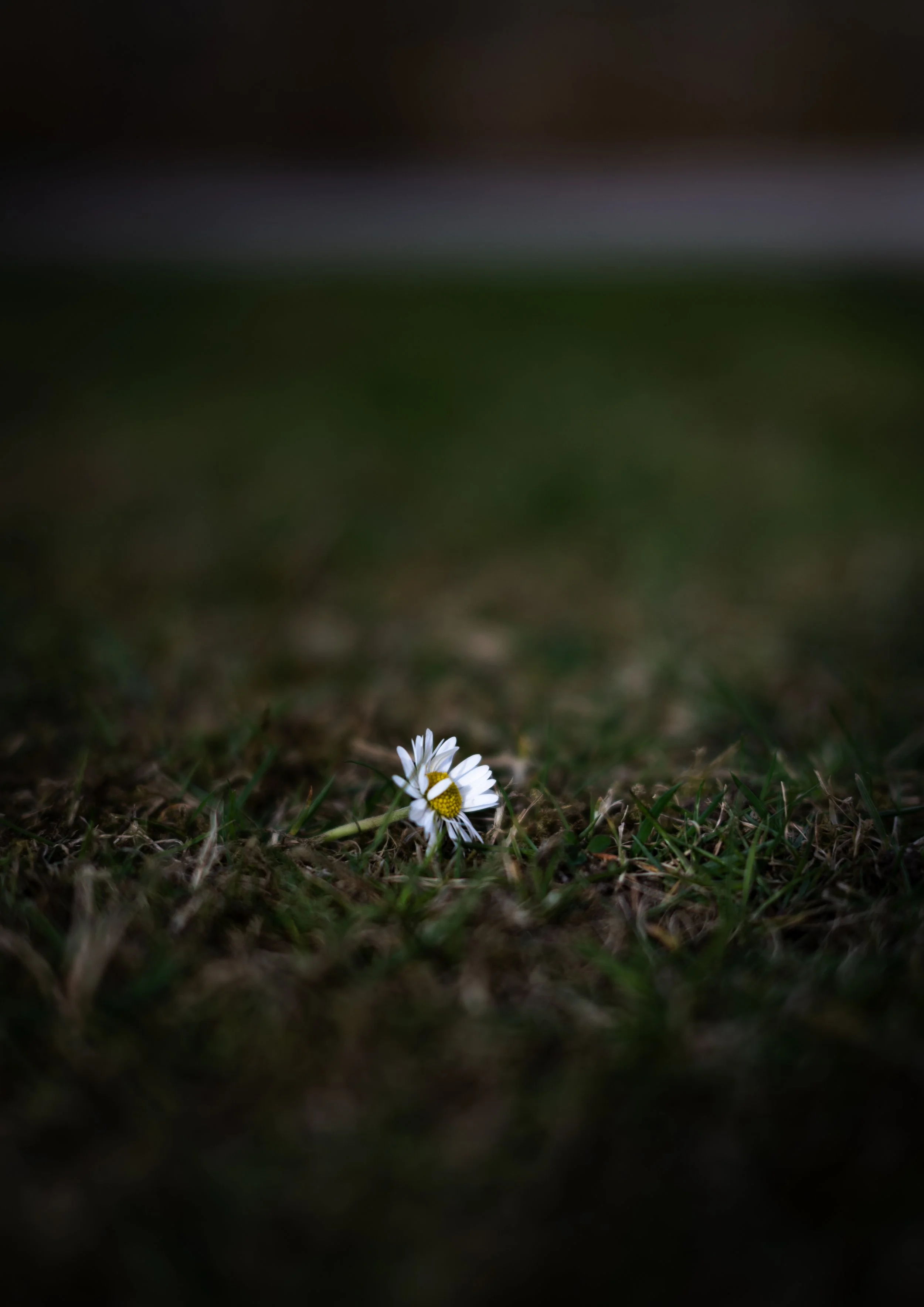 "The Last Flower"

10x15 cm

900 SEK