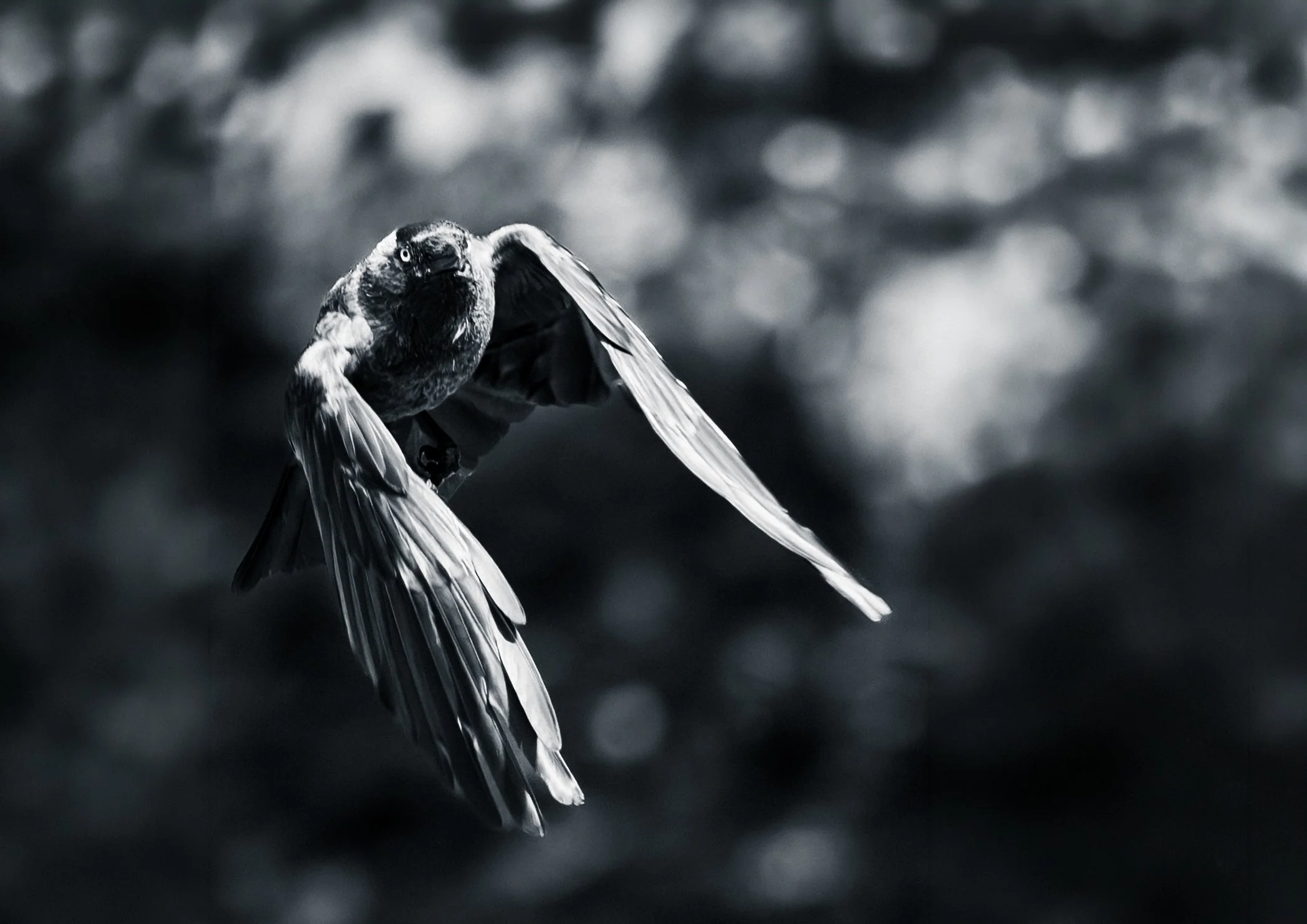 "The Fallen Angel"

A3

2500 SEK