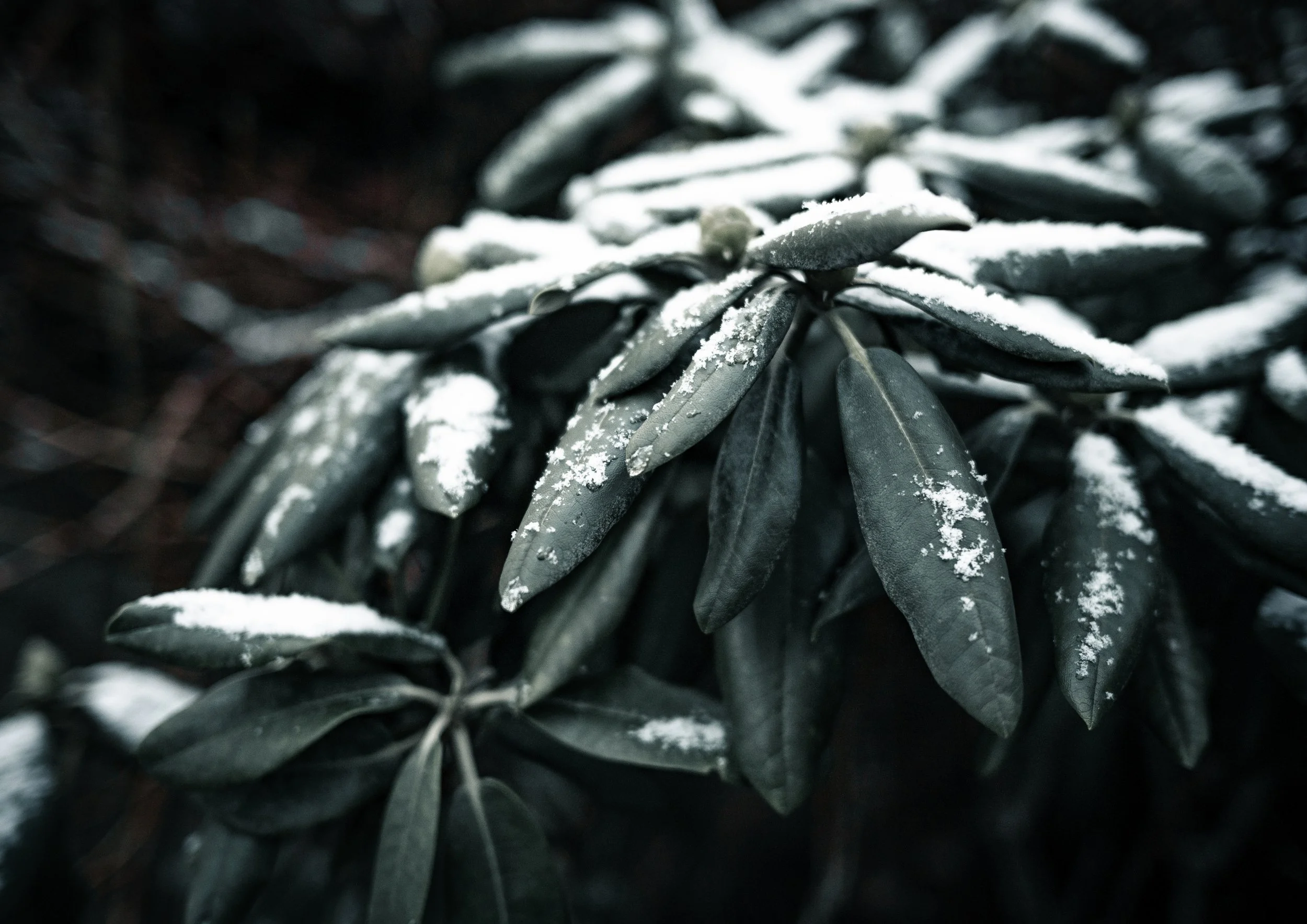 "Winter's Grip"

A3

2500 SEK