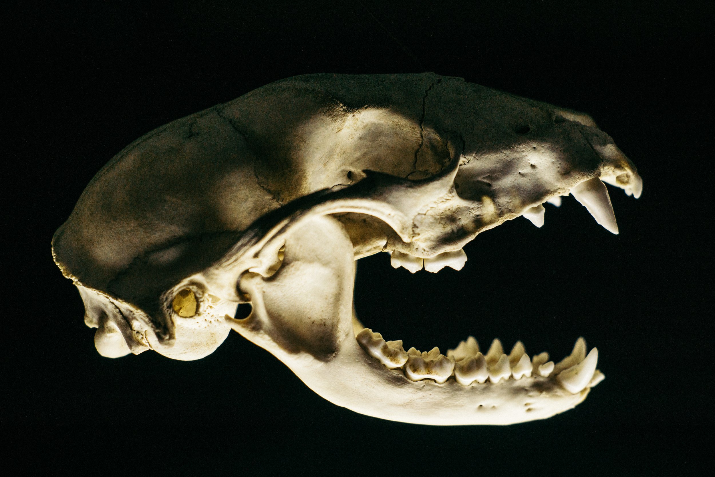 Skulll-29.jpg