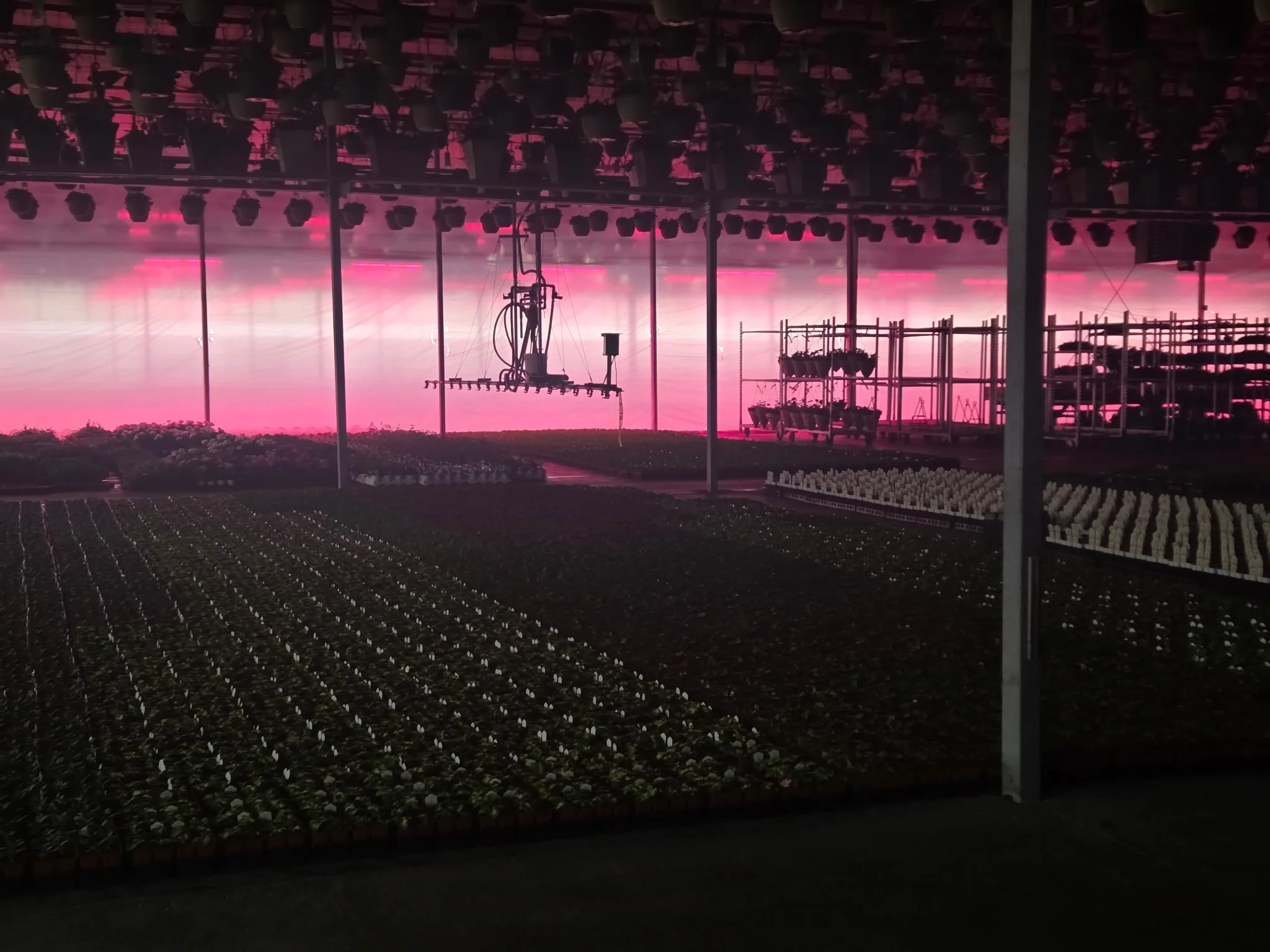 photo of greenhouse with shades down. These shades make a dark environment for the plants to limit amount of sun they receive. Plants are in rows and there are some on shelves. Watering rig hangs down. In the back, plastic sheeting glows red.