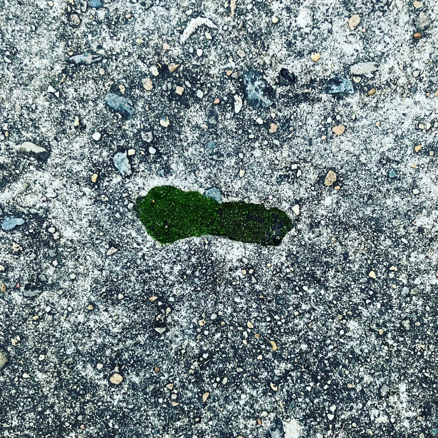 Tiny patch of moss. Growing in the sidewalk #lifefindsaway 
#curiouserandcuriouser 
#contrast 
#texture 
#moss 
#artistconversation 
#makerlife 
#sydneymaker 
#artstudio 
#artsidewalk