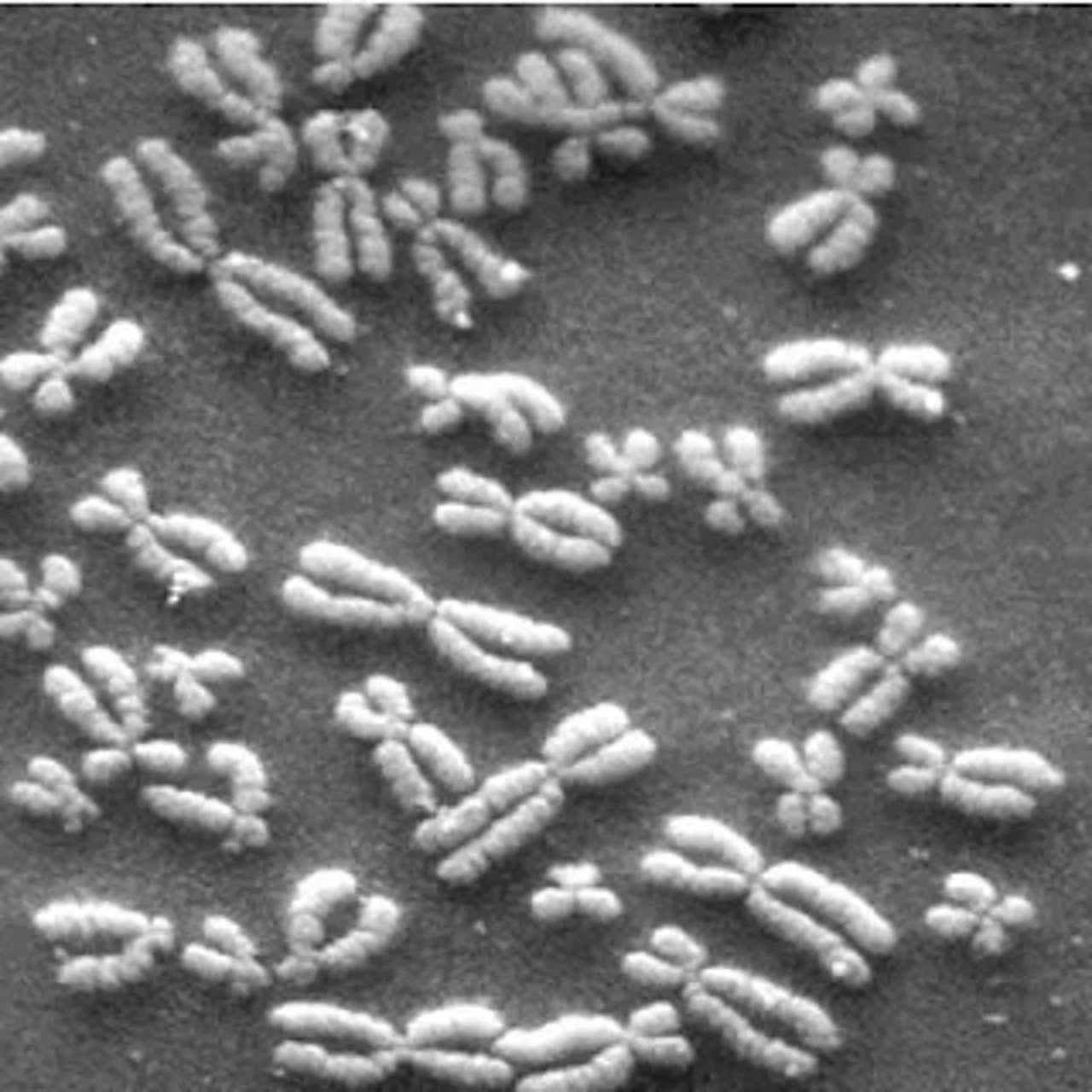 chromosomes_de4e8357_240709181318_1280x1280.jpg