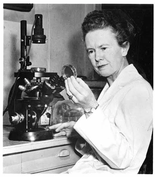 Nettie Stevens: la mujer que descubrió por qué nacemos hombres o mujeres