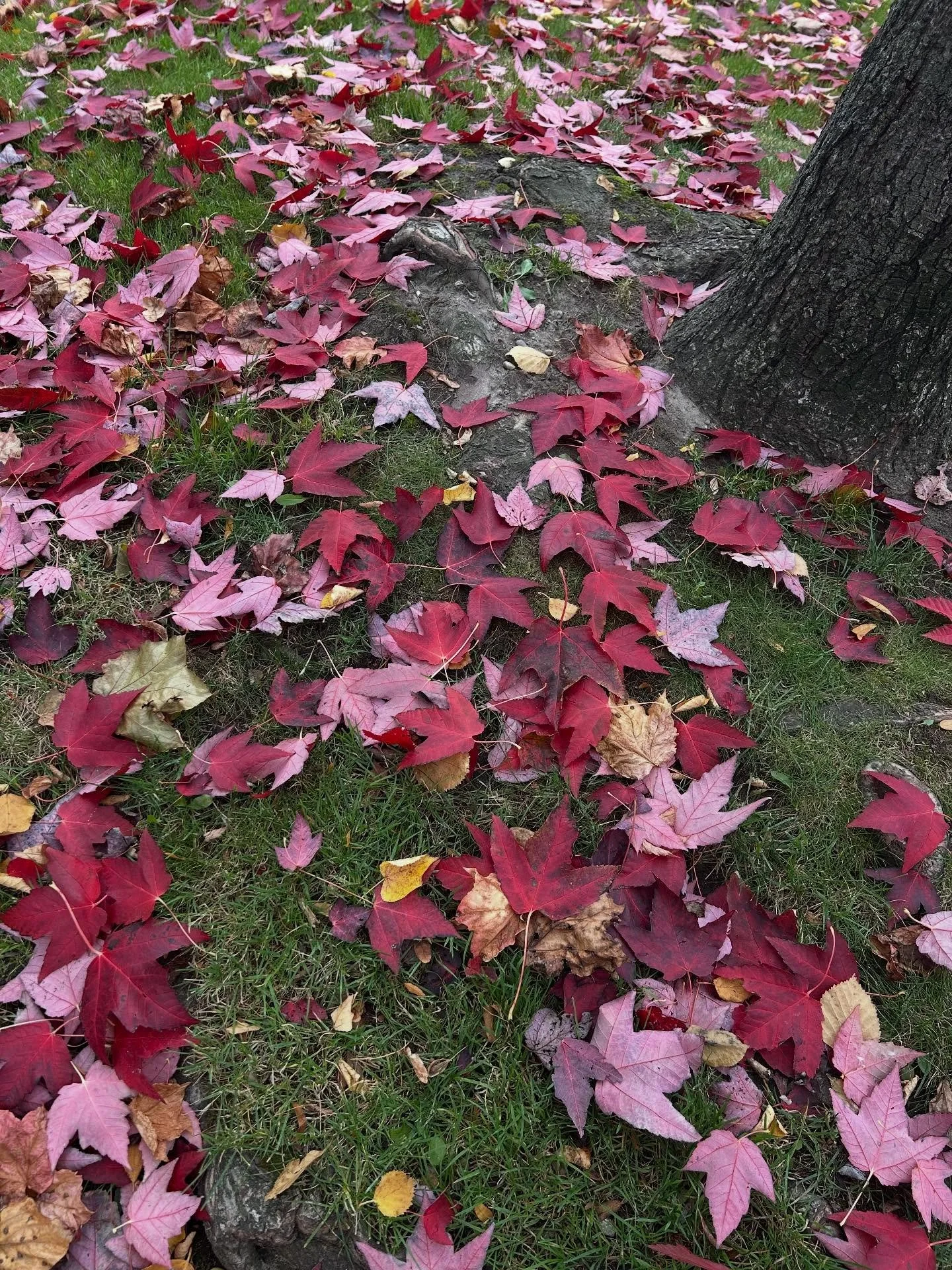 Look around, the leaves are brown, red, orange, + a lot of other colors. 

Fall has been lovely this year + I&rsquo;m glad I caught a few peak moments. 🍂🍁🥮🍃

#autumn
#toronto
#theskyisahazyshadeofwinter