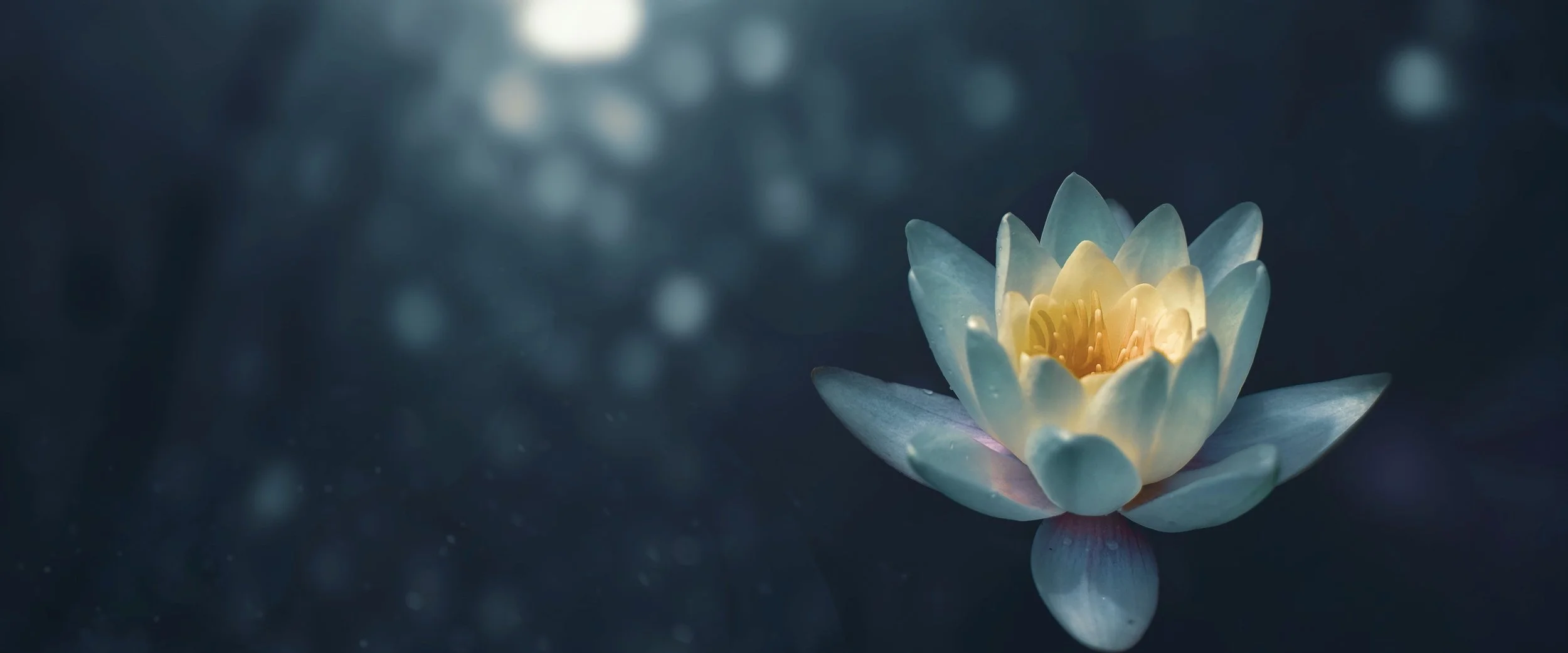zoltan-tasi-vHnVtLK8rCc-unsplash flipped 6x2.5.jpg