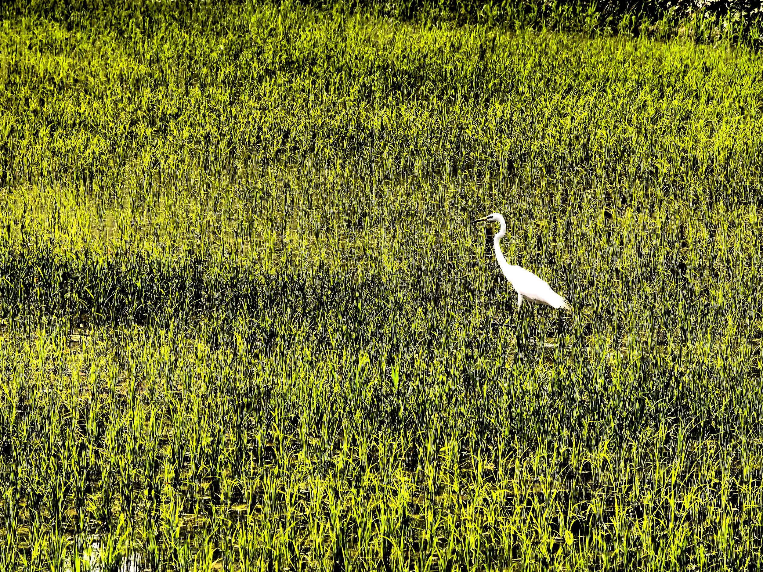 Frog Songs in a Rice Paddy_Derold Sligh.jpg