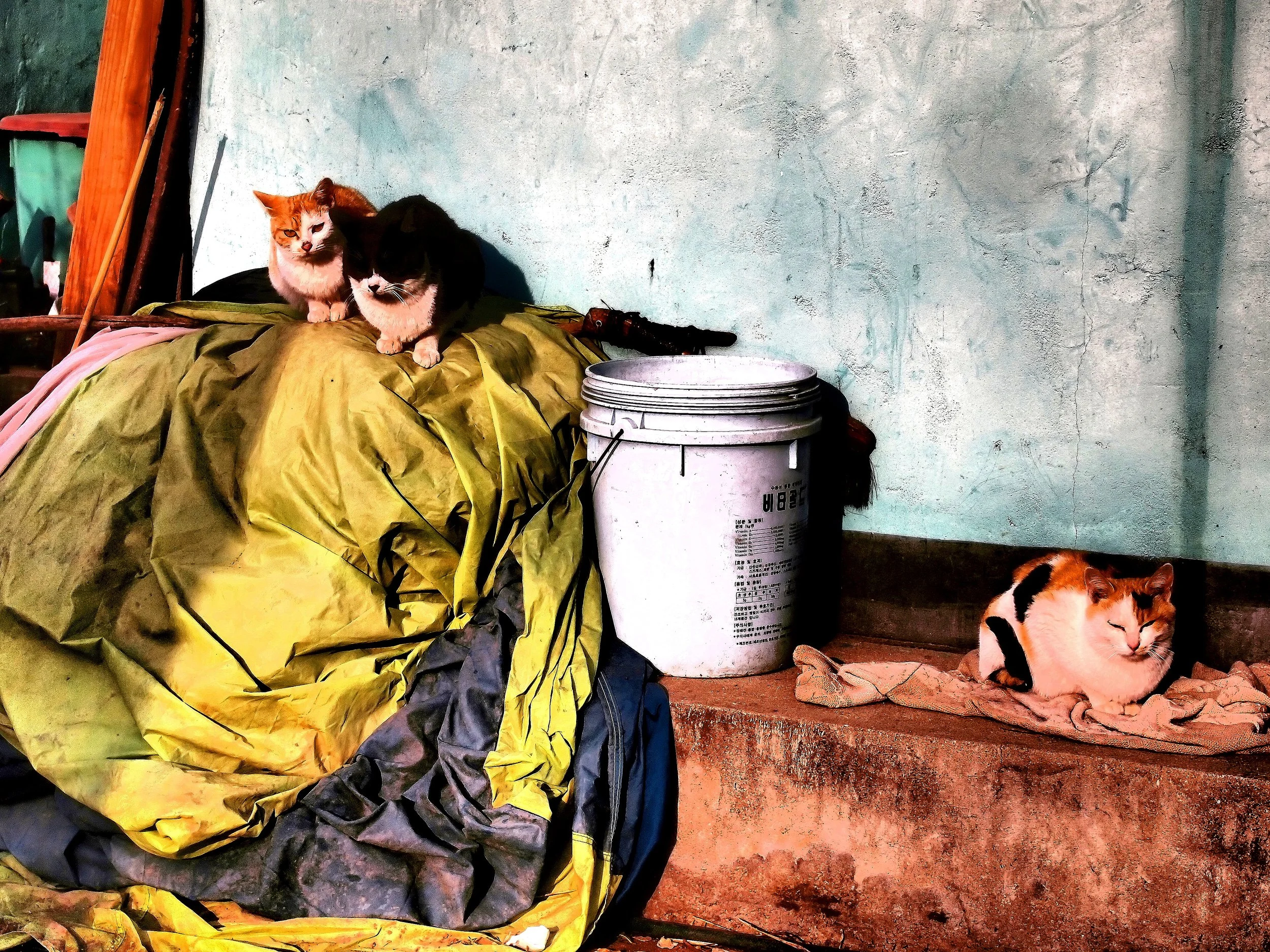 Three Cats in the Sun.jpg