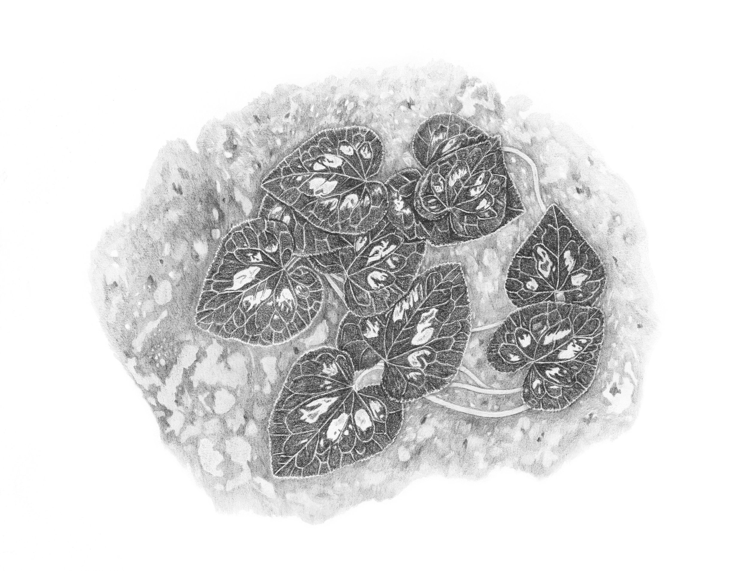 Cyclamen, graphite on paper, 42cm x 35cm