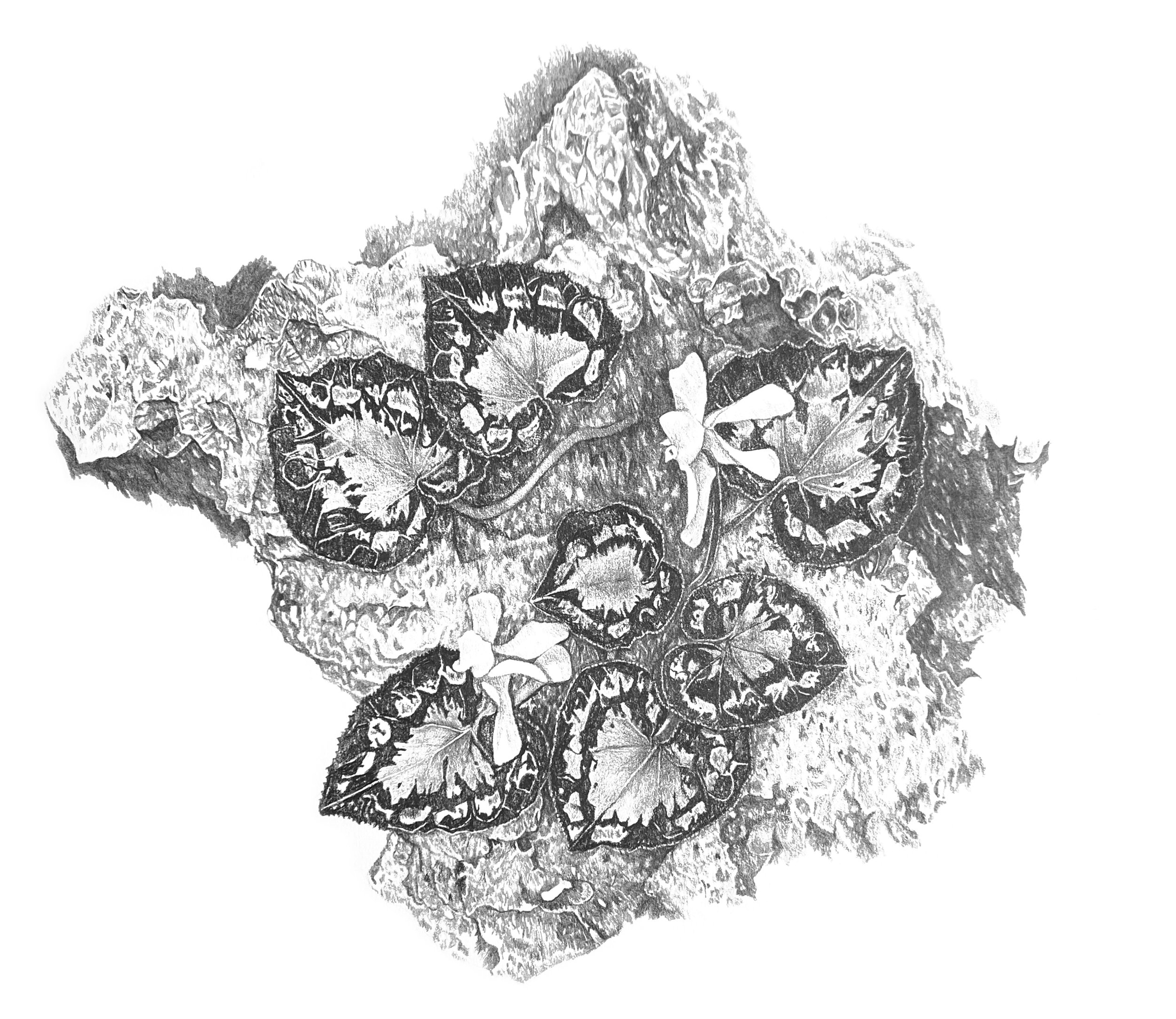 Cyclamen, graphite on paper, 42cm x 35cm