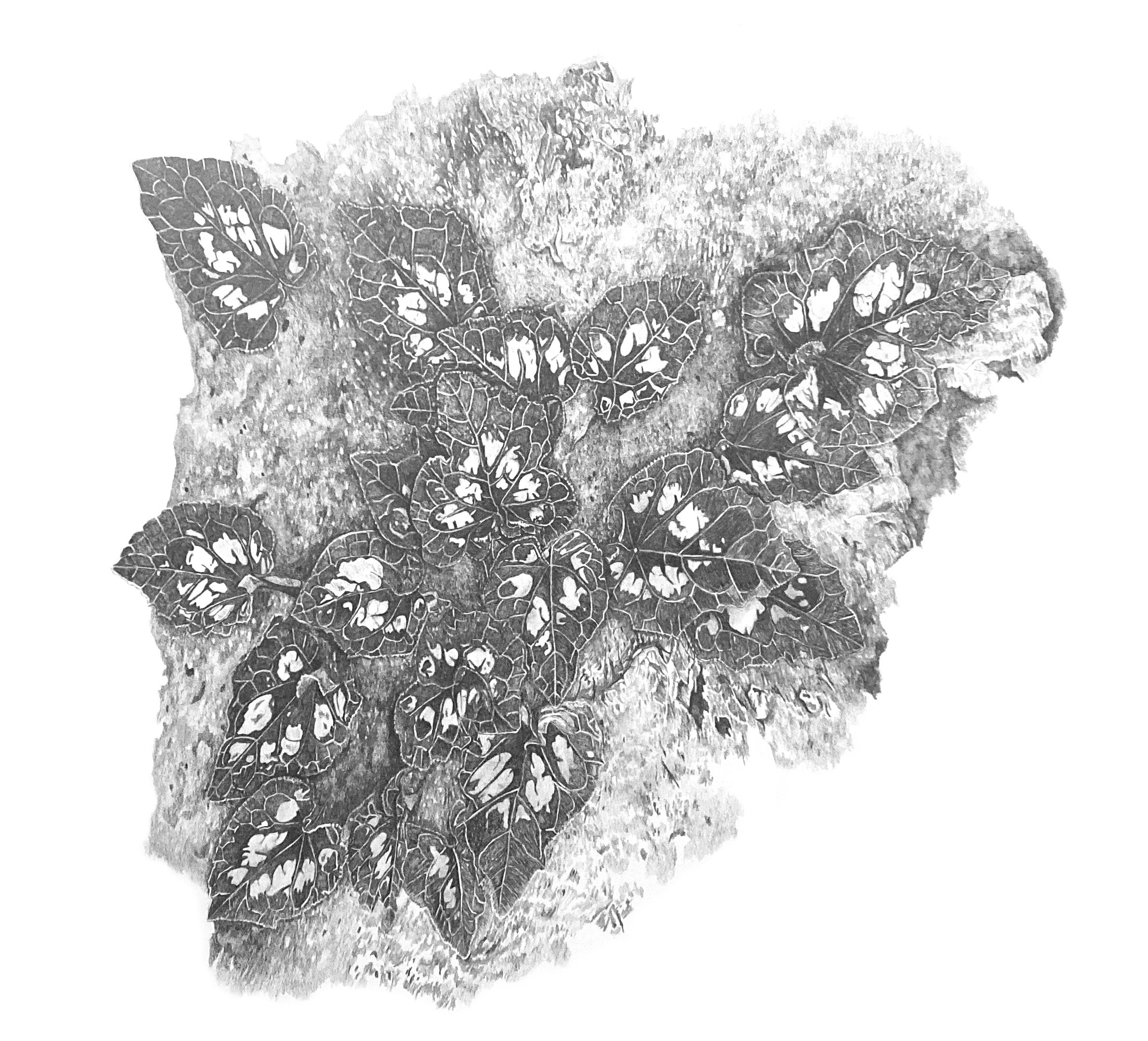 Cyclamen, graphite on paper, 75cm x 75cm