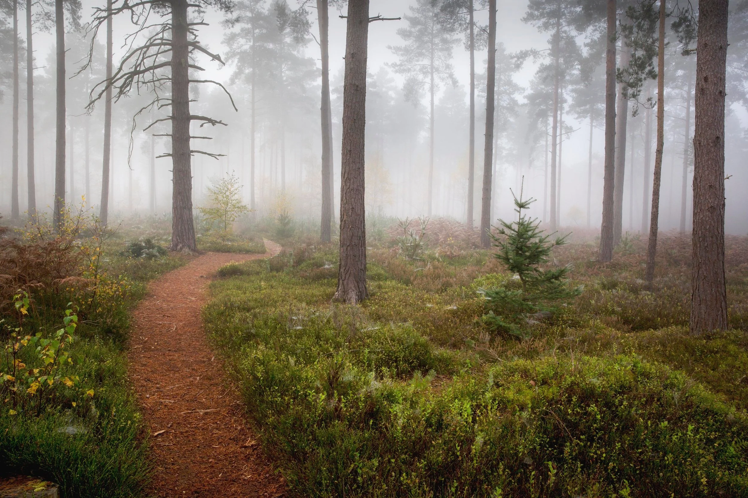 Catching the Early Mist
