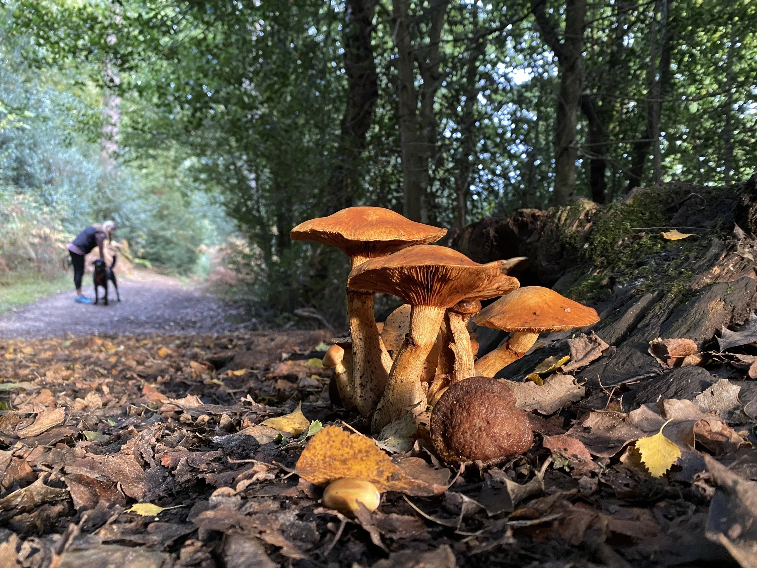 Image 3 “The Advanced” - The story