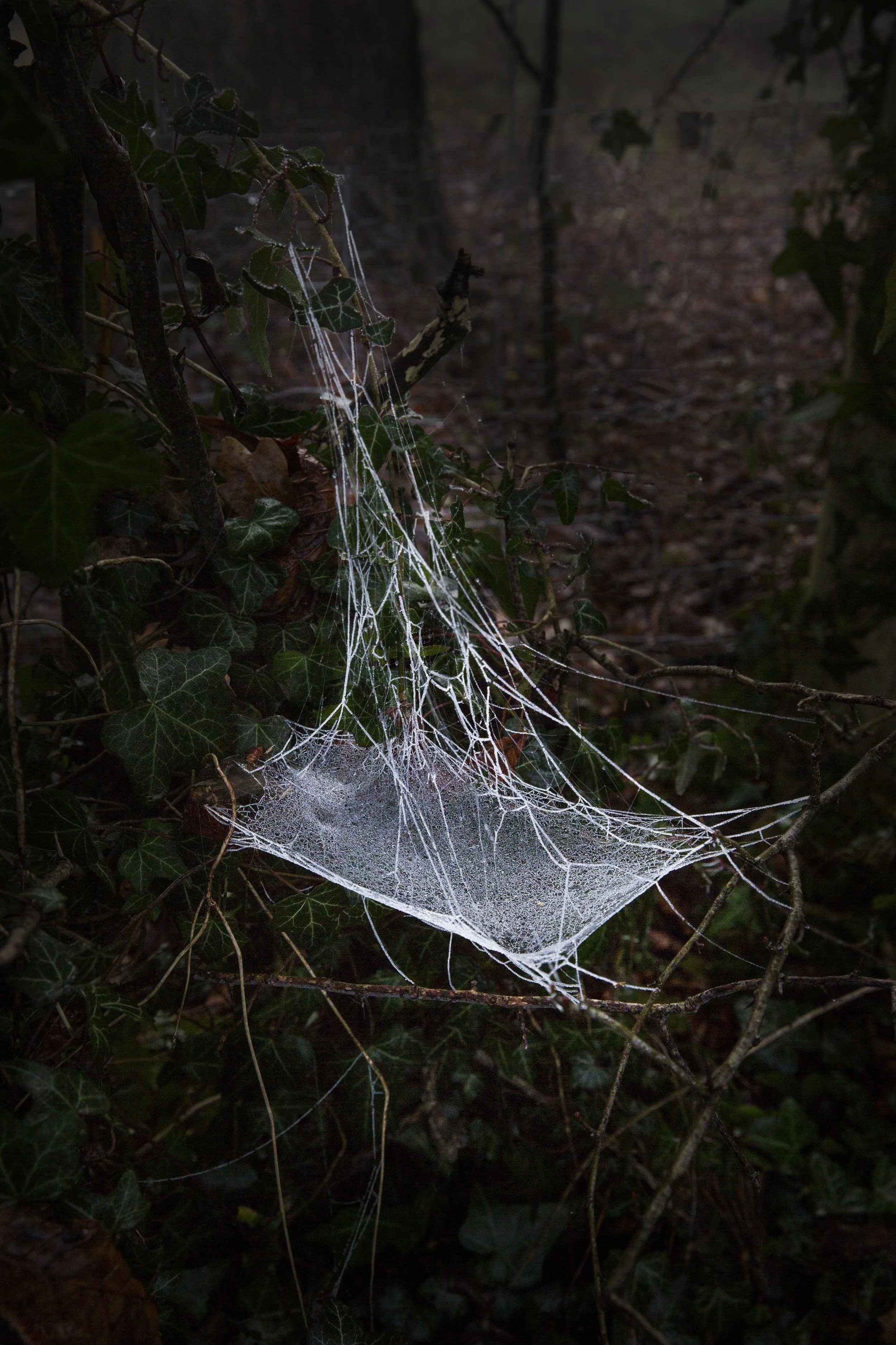 Cobwebs