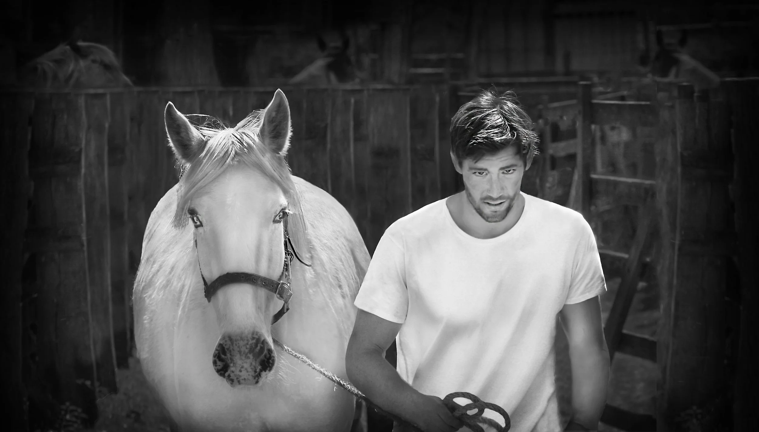 Horse Trader IMG_9851Abw11a.jpg