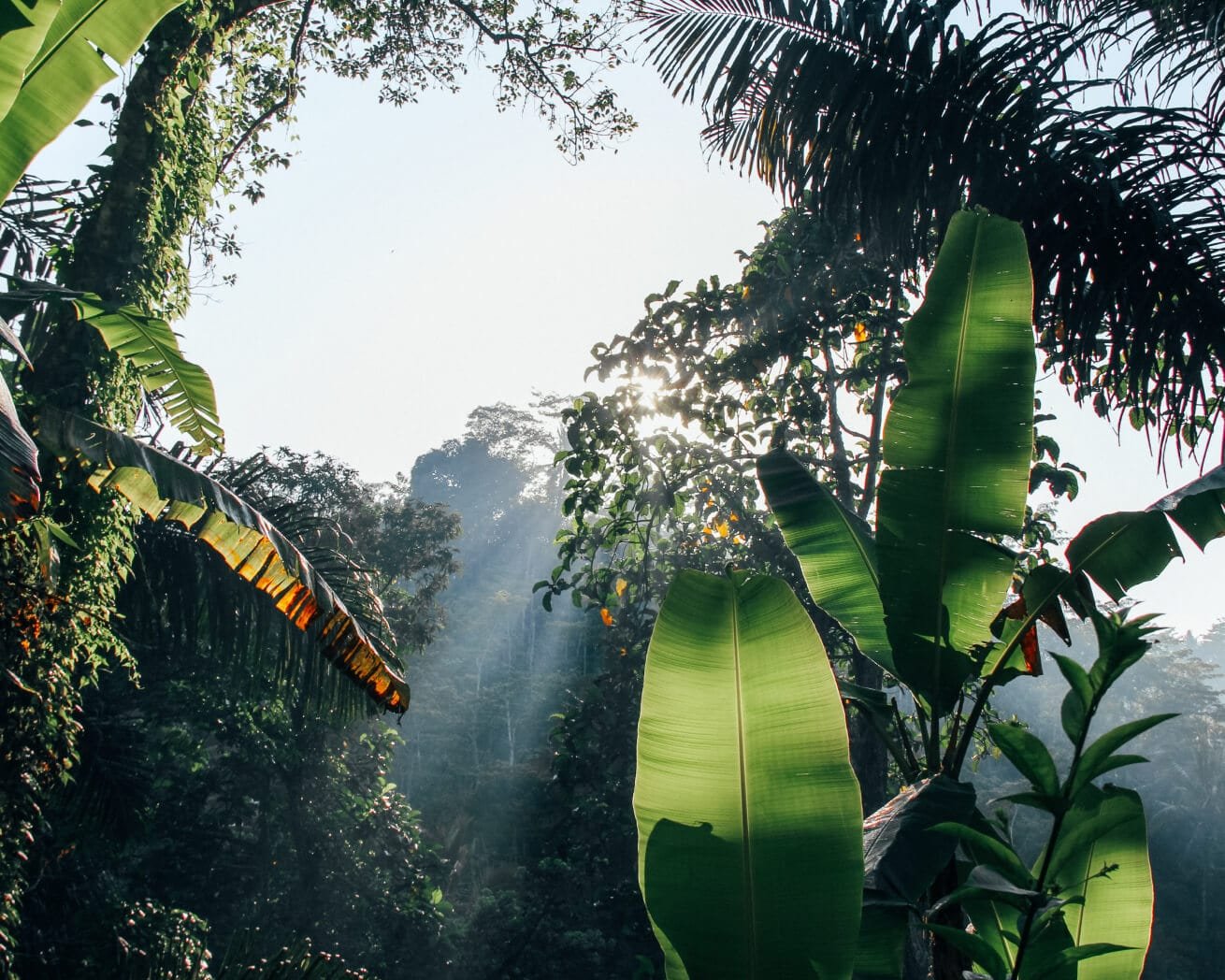 amazon-flora_2000x.jpg