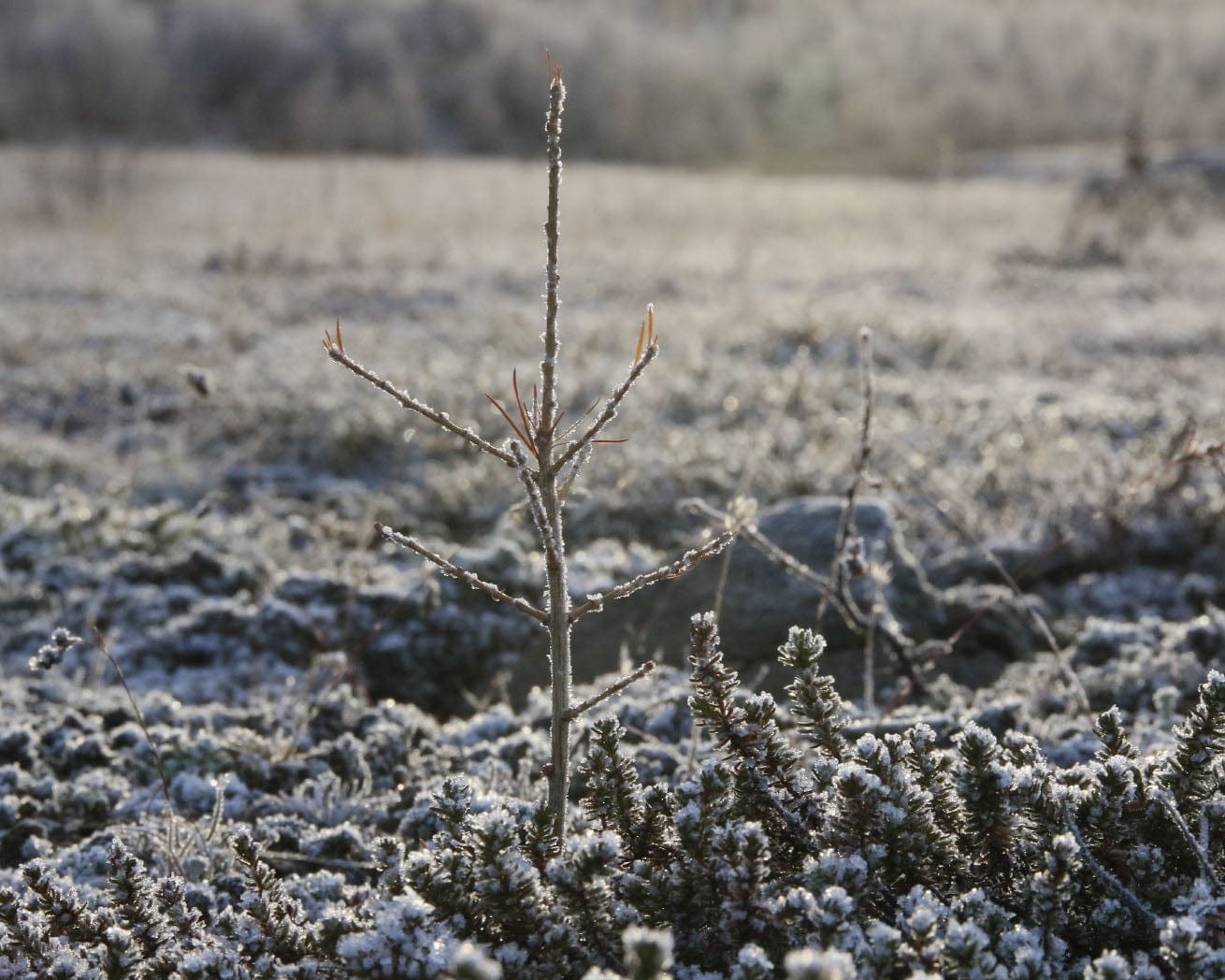 Iceland-sapling-in-the-ground_2000x.jpg