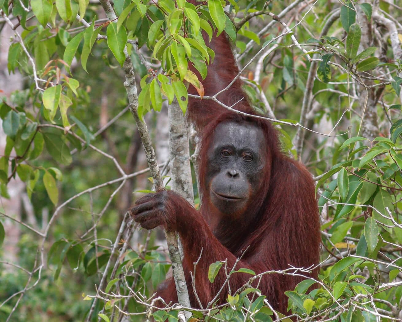 biodiversity_046d9b82-0f30-4b1f-99ae-d87f52b70cef_2000x.jpg