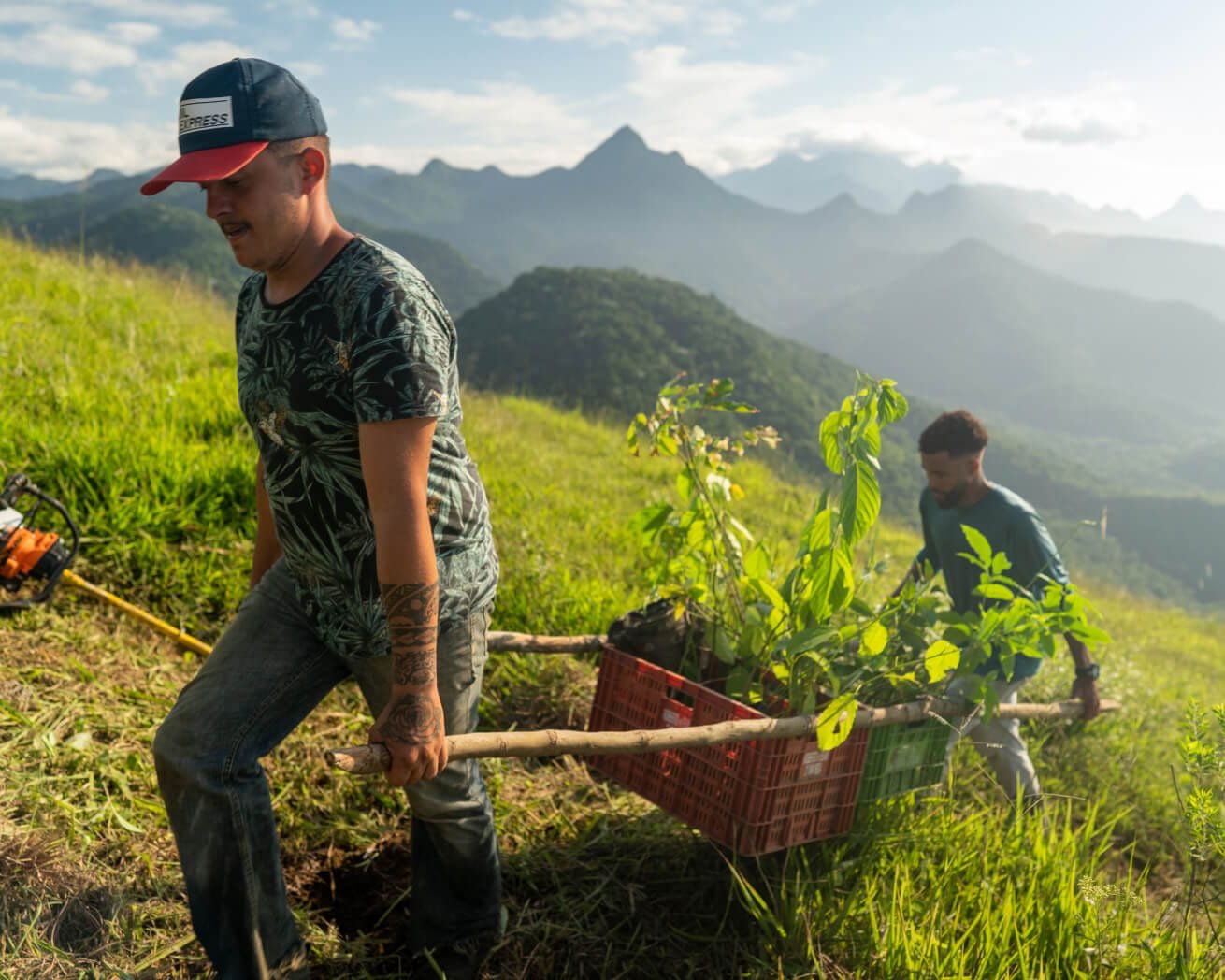 saplings-in-transport_2fc40c25-fc95-4d17-8992-ffe2051c09c5_2000x.jpg