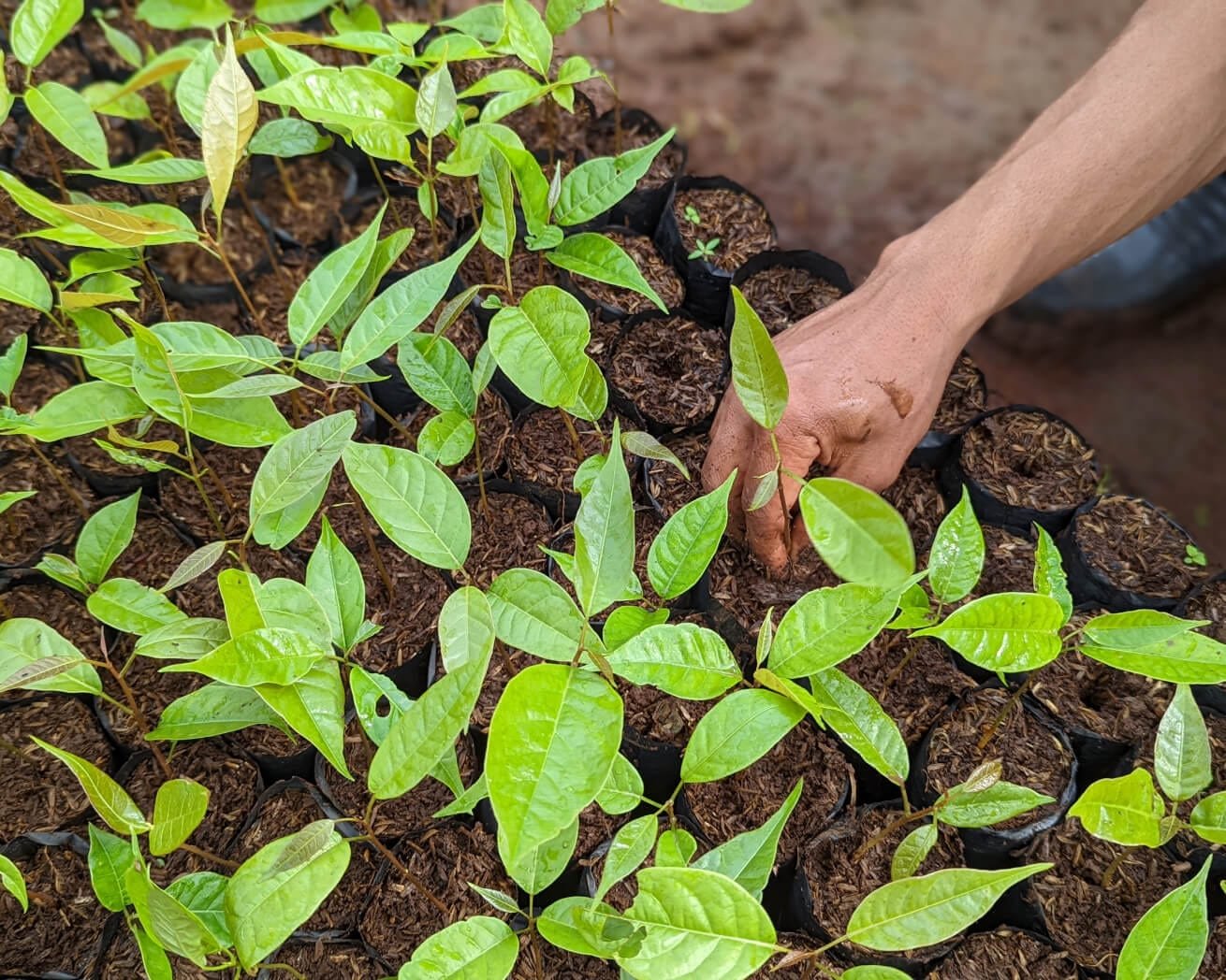 tree-saplings_59b4ae3d-ca7f-4638-99a7-7ecd848767d6_2000x.jpg
