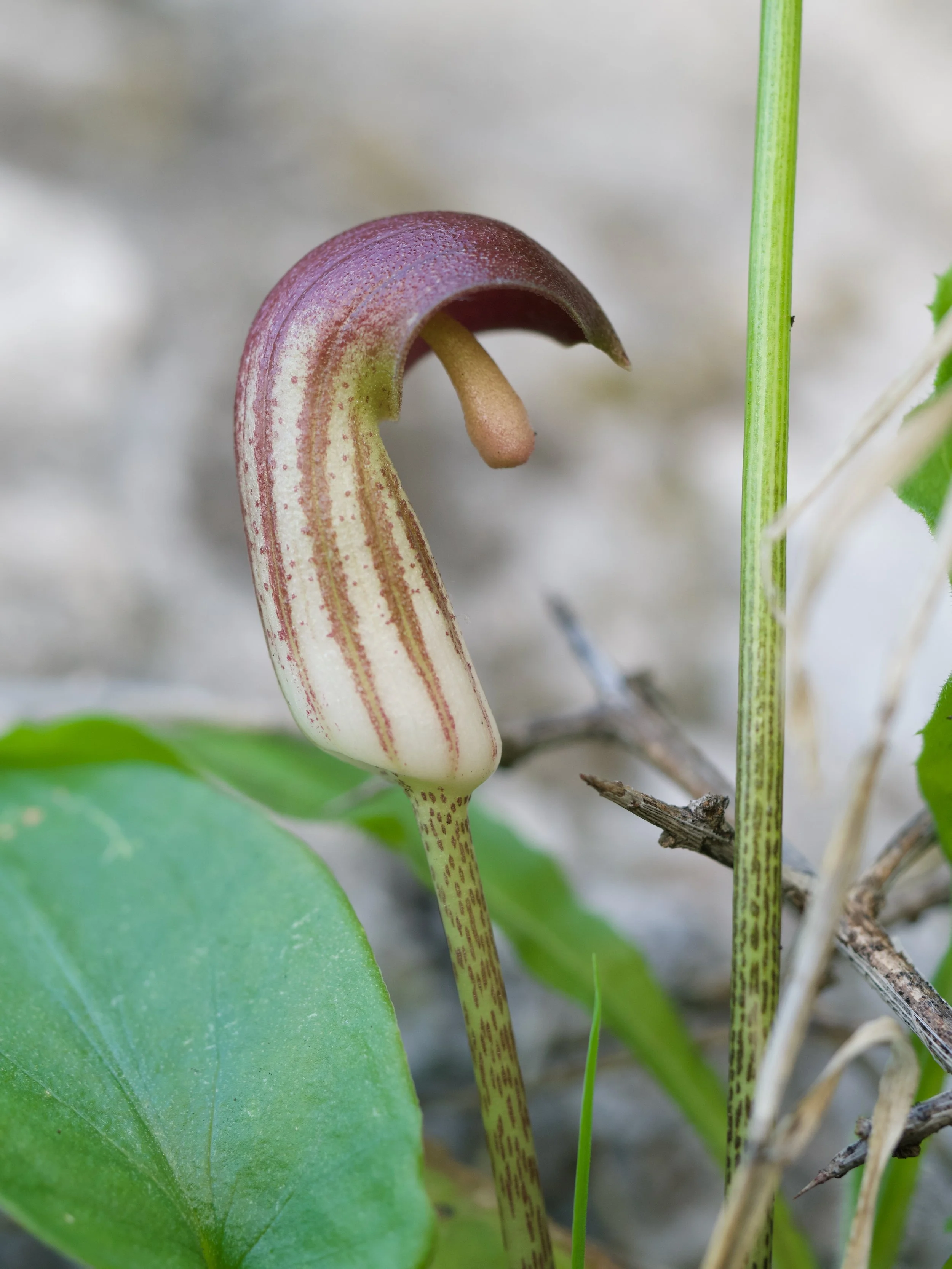 Arisarum-simorrhinum.jpeg
