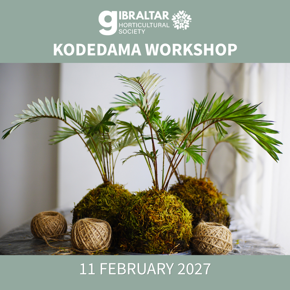 Kokedama Workshop Thumbnail.png