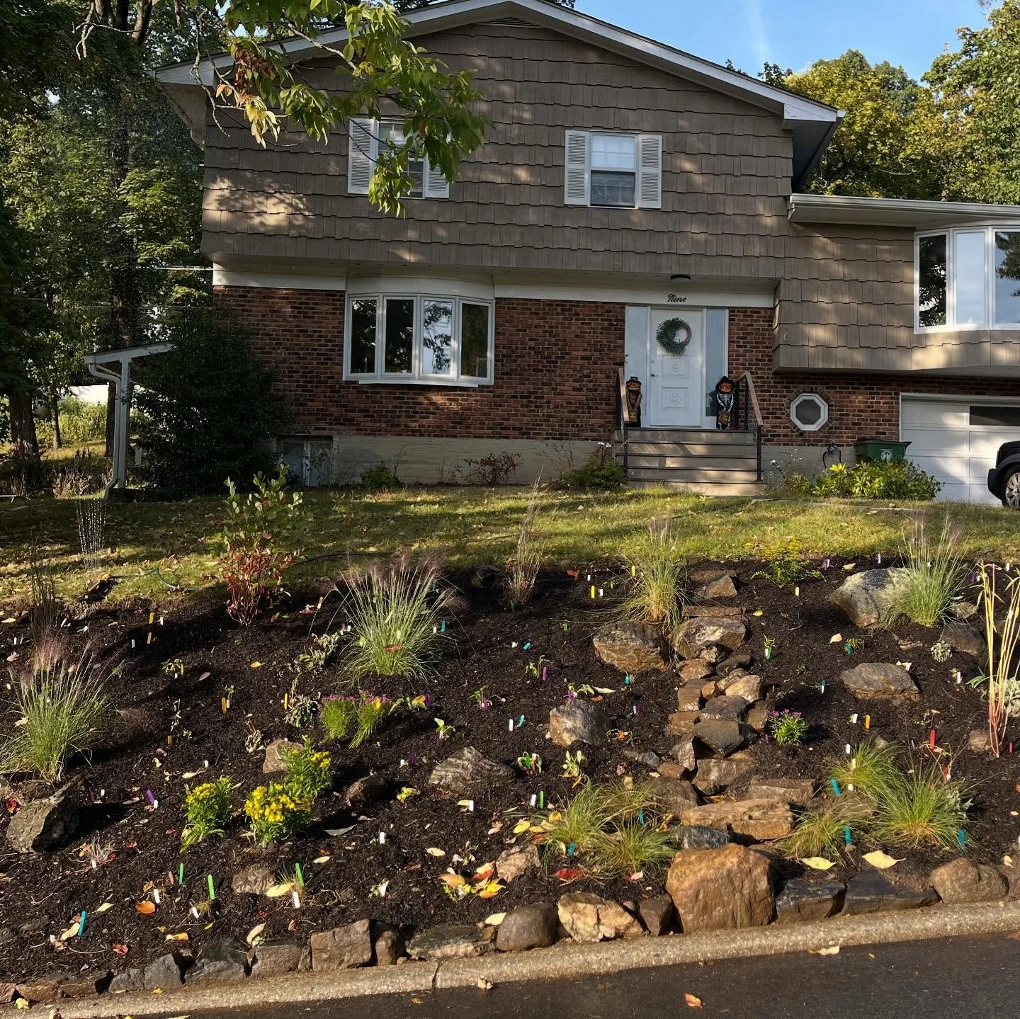 We are in full swing with fall planting!  We wrapped up this installation in Tarrytown today, with a mix of native shrubs, perennials and seedling plugs.  This was a hard-won installation because we spent the summer slowly removing invasive Mugwort f